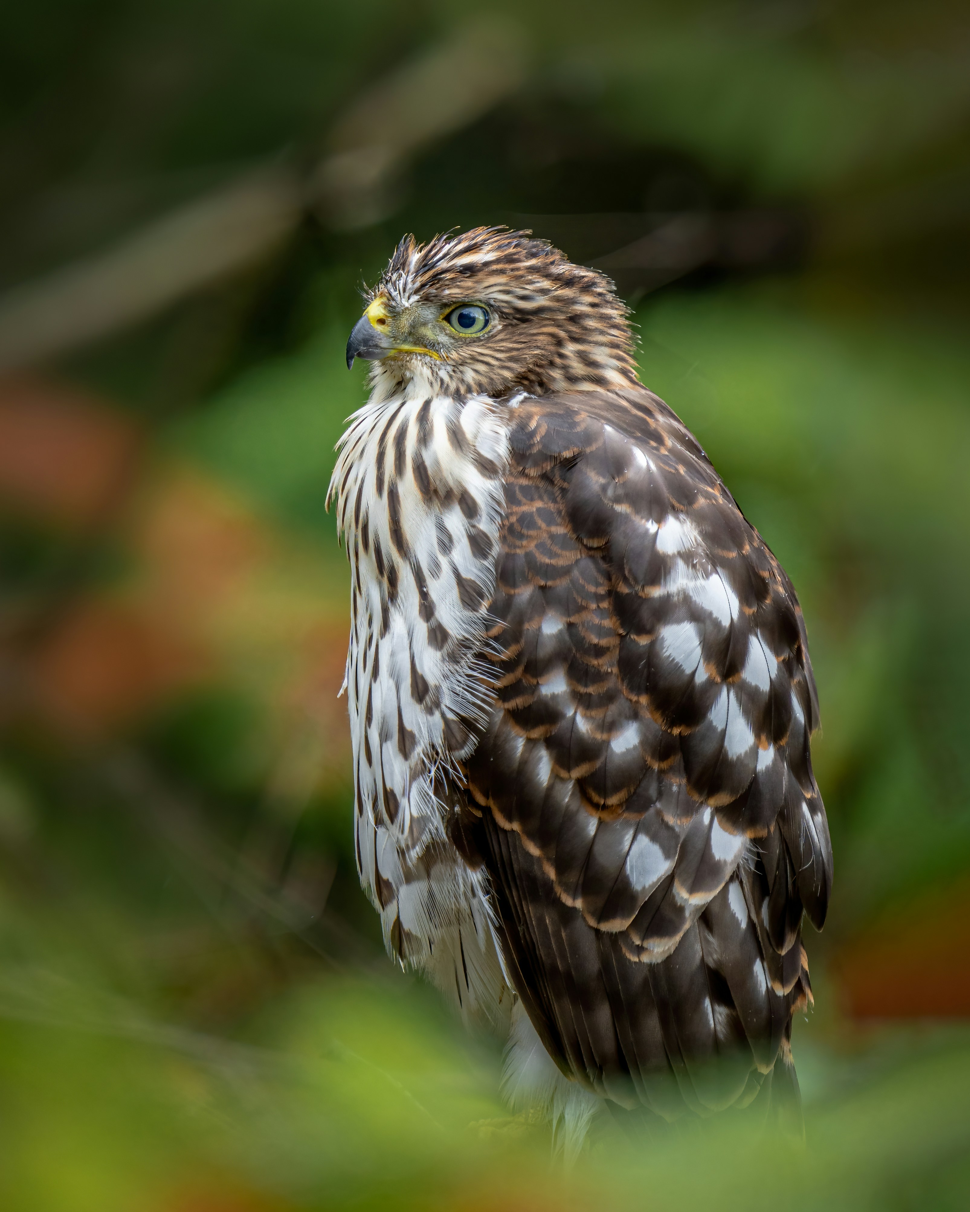 Photo by skylerewing