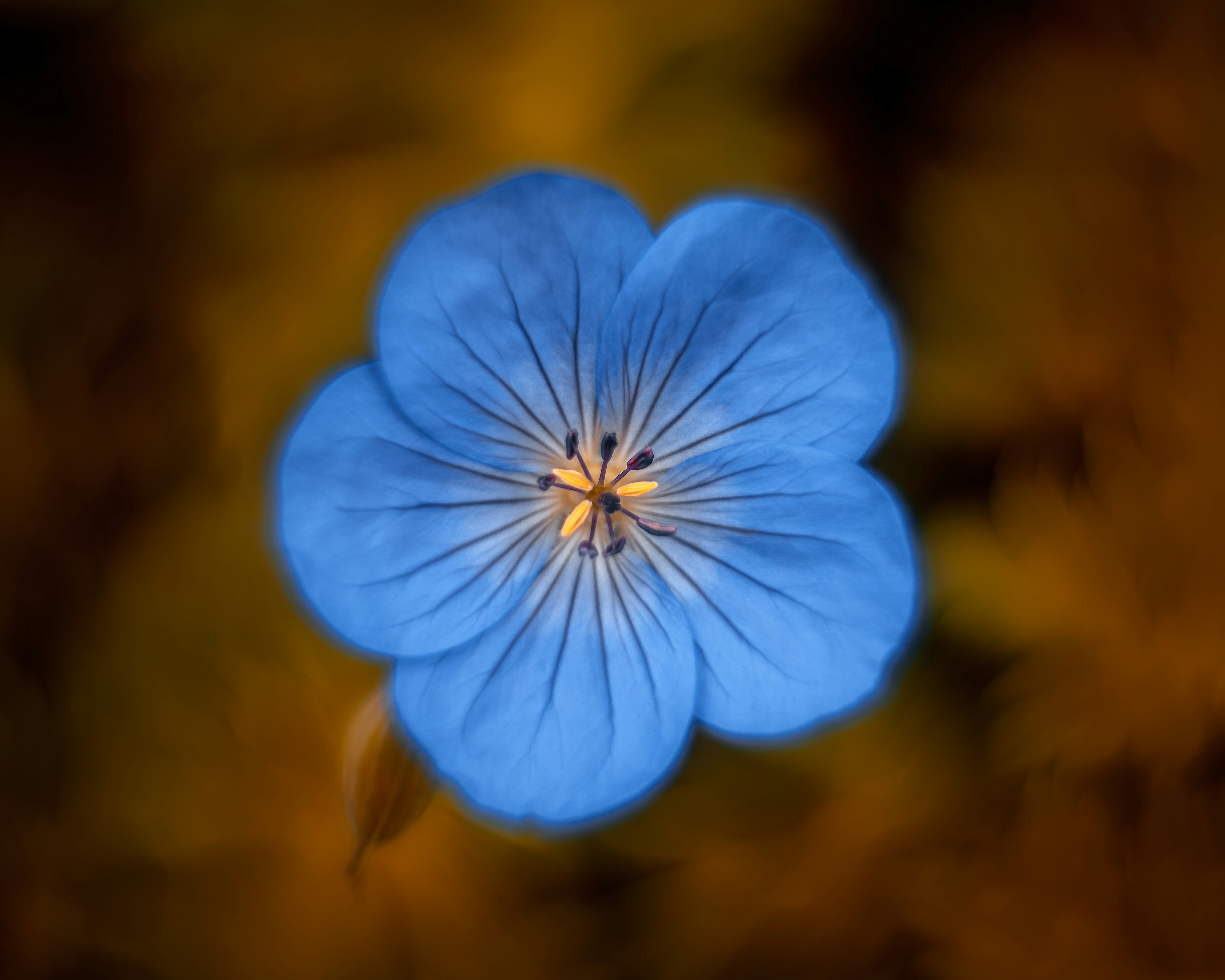 Photo by skylerewing