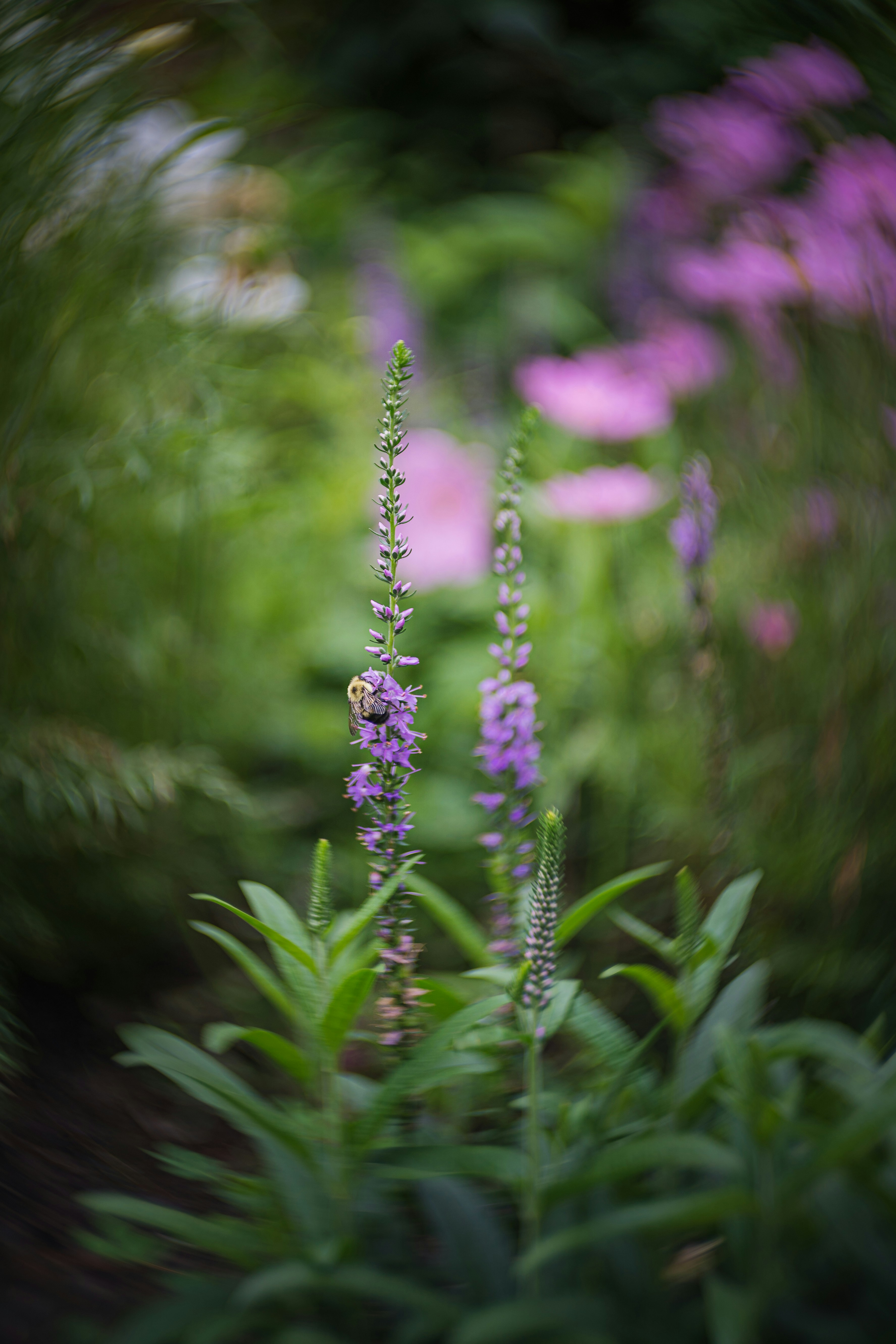 Photo by skylerewing