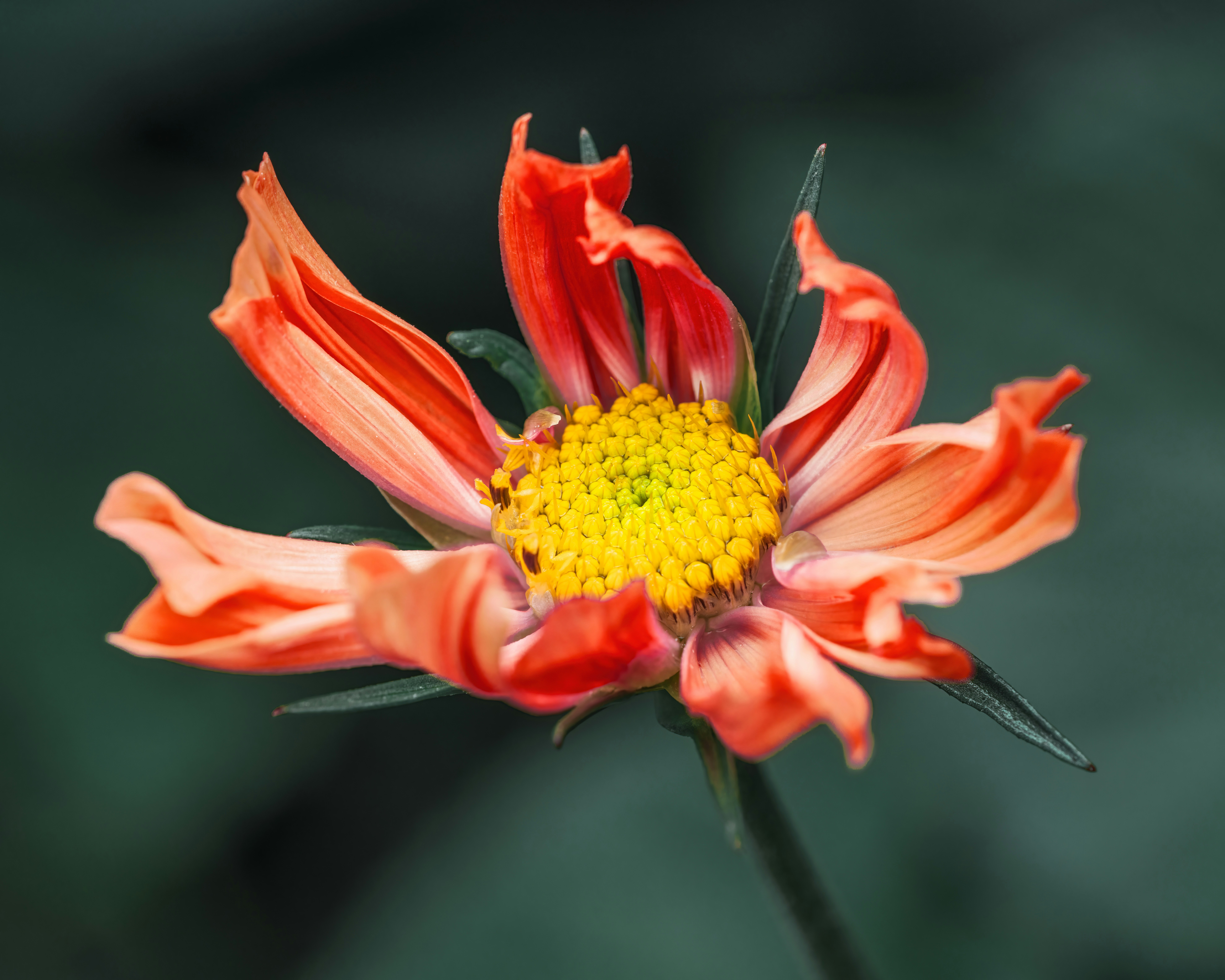 Photo by skylerewing