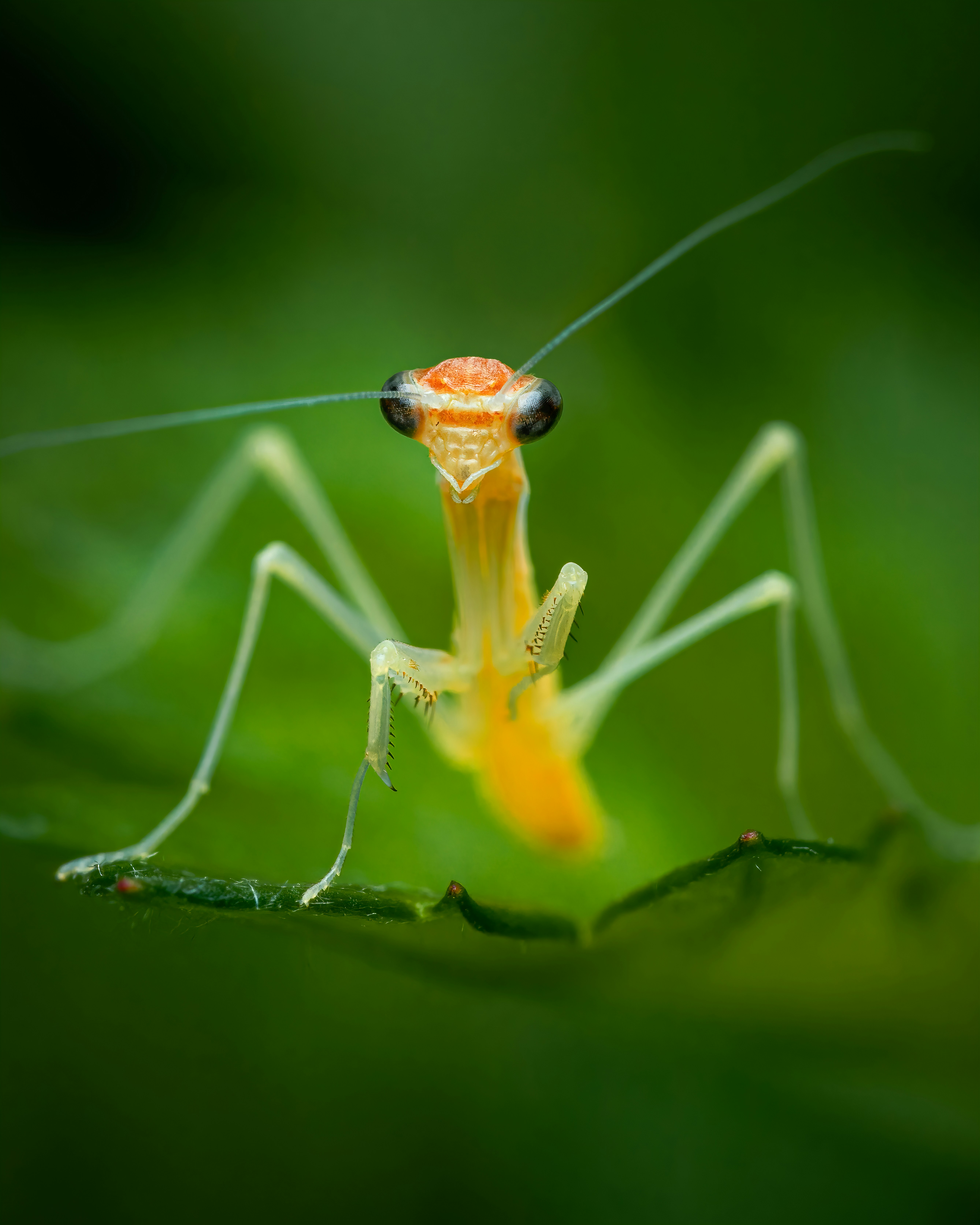 Photo by skylerewing