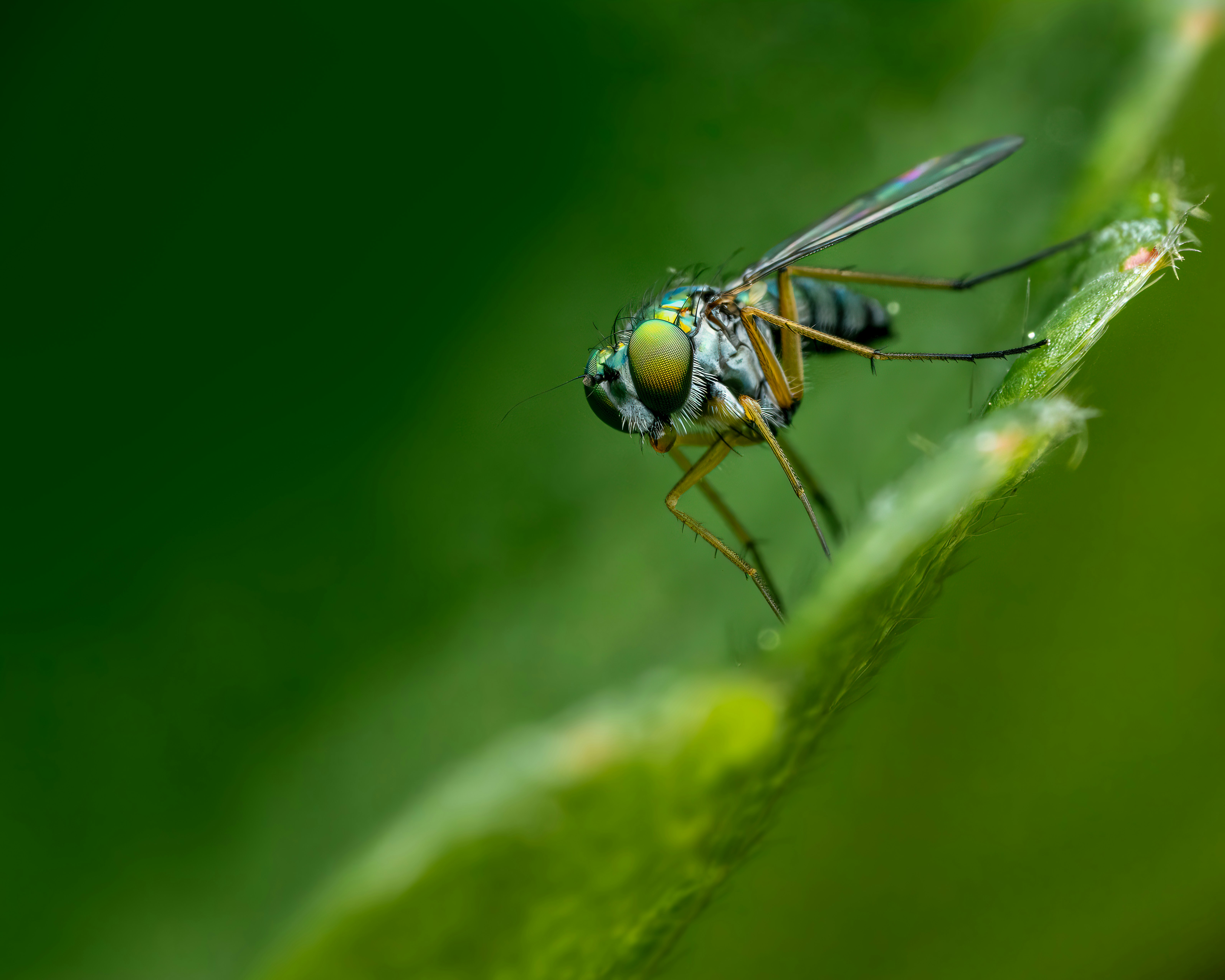 Photo by skylerewing