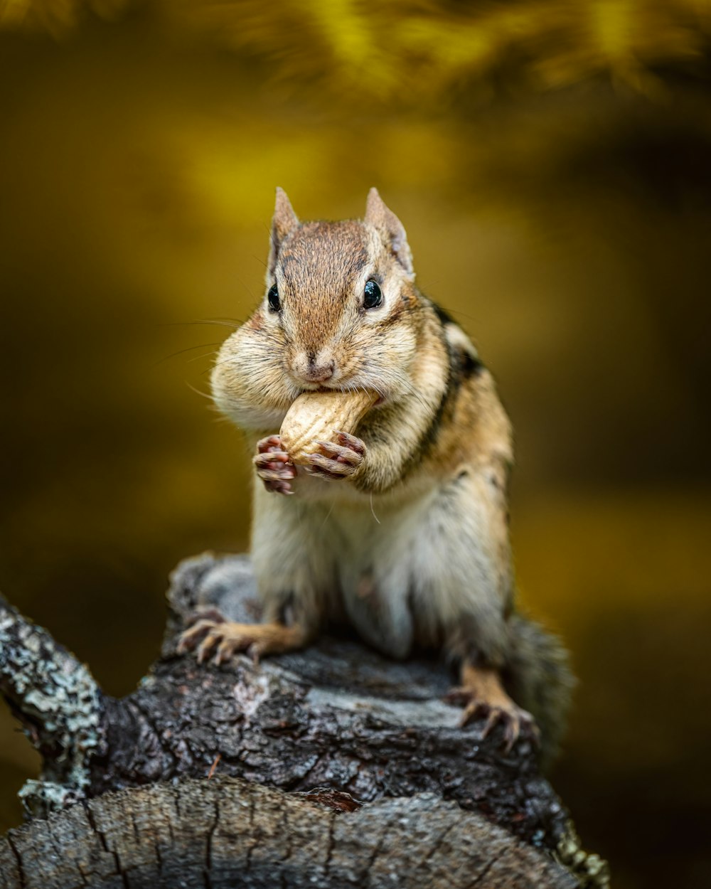 a squirrel eating a nut