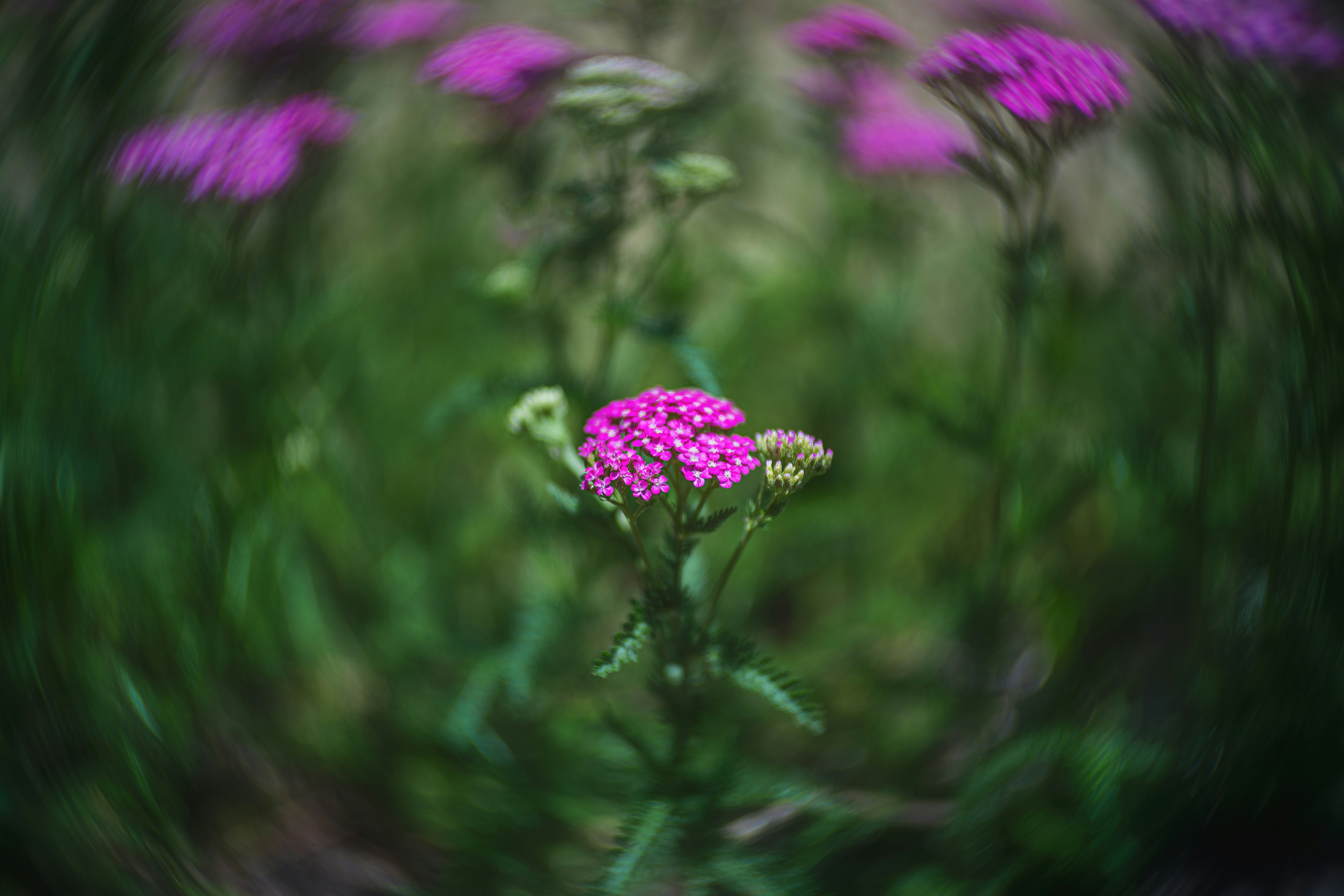 Photo by skylerewing