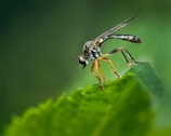A close-up of an insect with a detailed view of its compound eyes and segmented antennae. It stands on a vibrant green leaf, showcasing its elongated legs and thin body. The background is a blurred gradient of green, emphasizing the insect's intricate features.