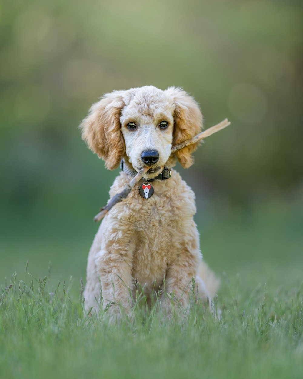 a dog with a stick in its mouth