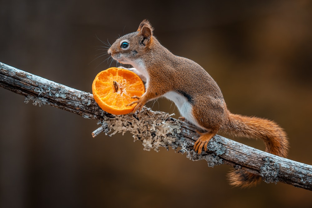 a squirrel eating a fruit