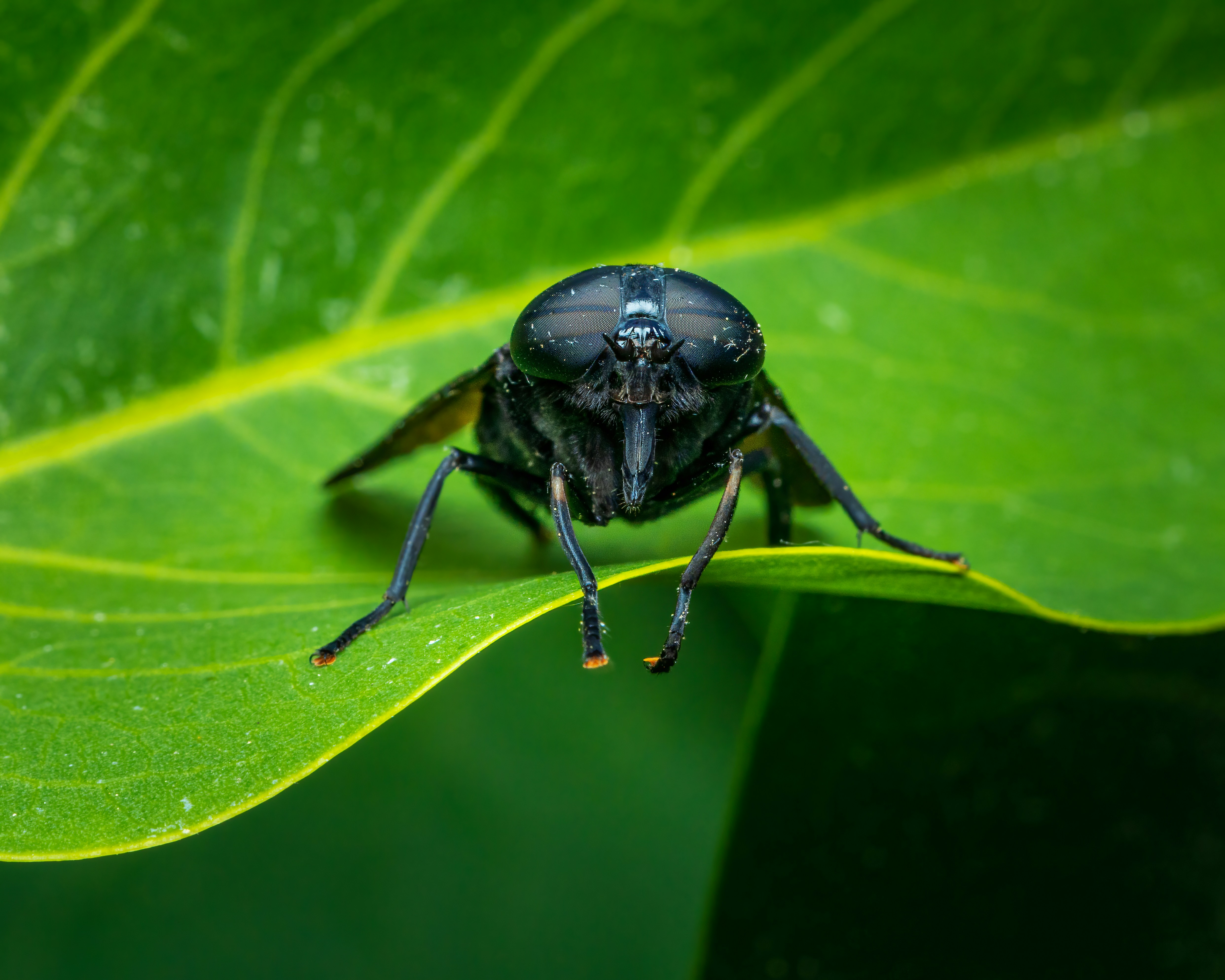 Photo by skylerewing