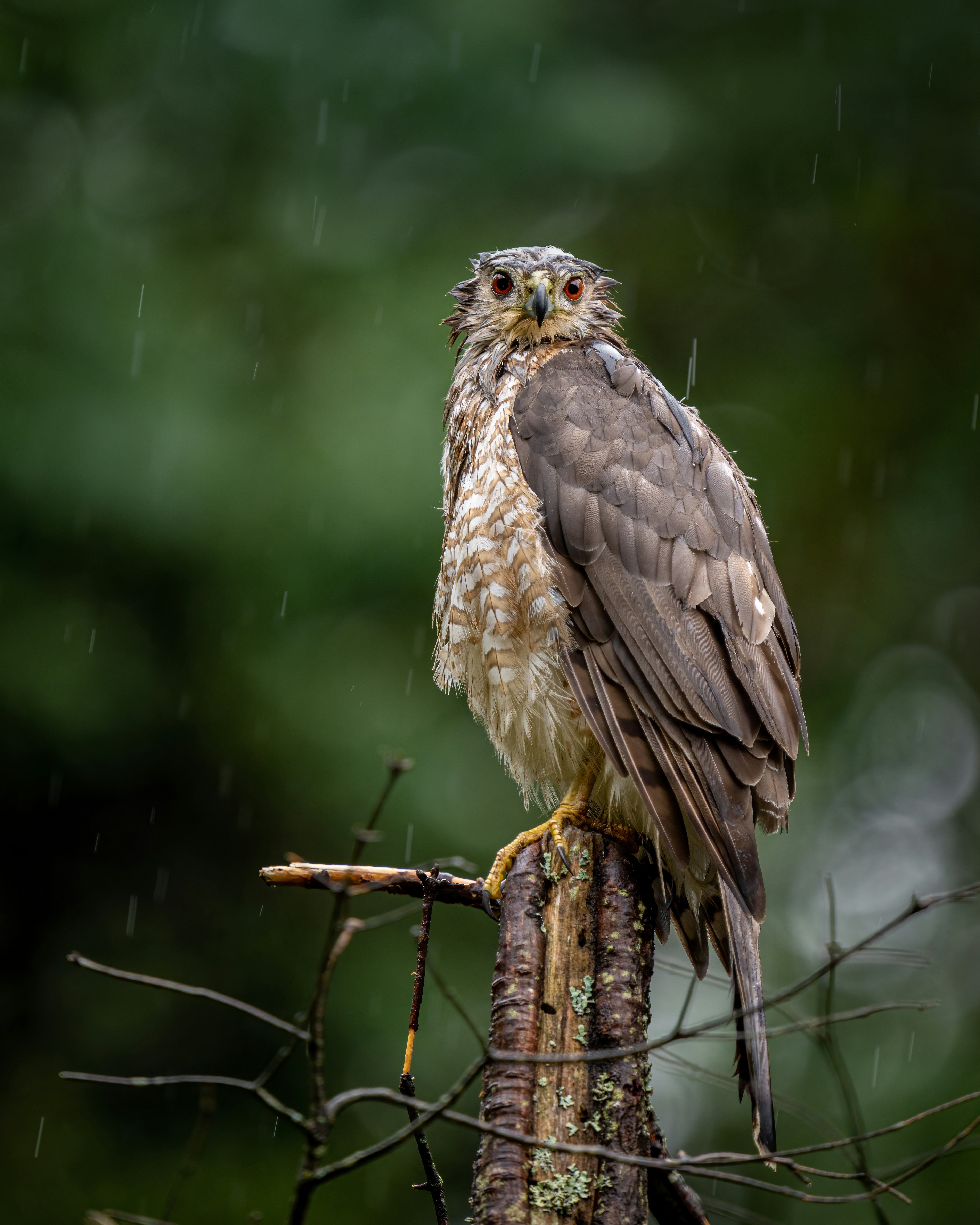 Photo by skylerewing