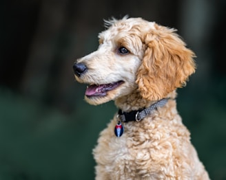 A curly-haired dog with a light brown and cream coat is depicted in profile. It is wearing a collar with a unique, colorful tag. The background is blurred, giving emphasis to the dog's detailed fur and expressive face.