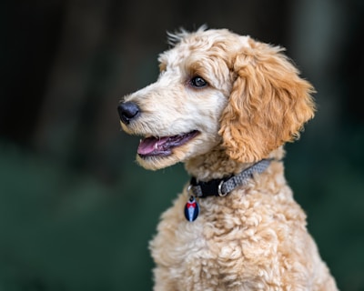 A curly-haired dog with a light brown and cream coat is depicted in profile. It is wearing a collar with a unique, colorful tag. The background is blurred, giving emphasis to the dog's detailed fur and expressive face.