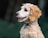 A curly-haired dog with a light brown and cream coat is depicted in profile. It is wearing a collar with a unique, colorful tag. The background is blurred, giving emphasis to the dog's detailed fur and expressive face.