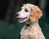 A curly-haired dog with a light brown and cream coat is depicted in profile. It is wearing a collar with a unique, colorful tag. The background is blurred, giving emphasis to the dog's detailed fur and expressive face.