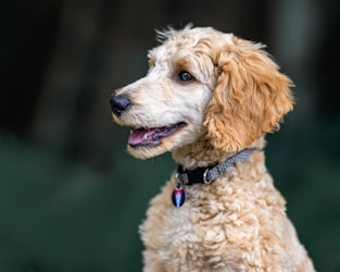 Essential Guide to Raising a Happy Doodle