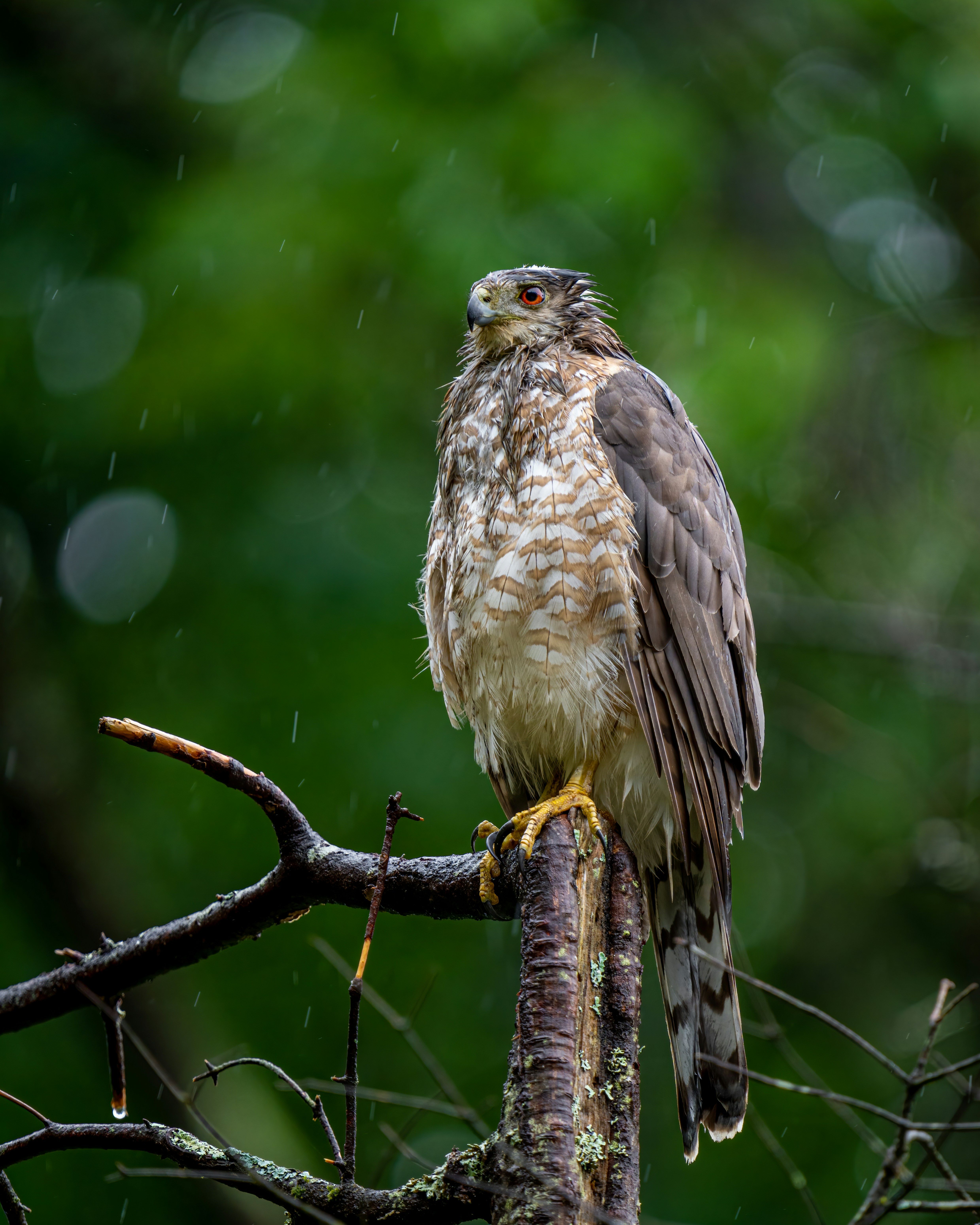 Photo by skylerewing