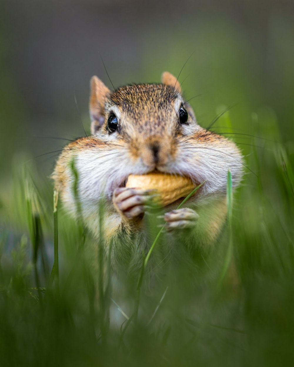 a squirrel holding a chipmunk