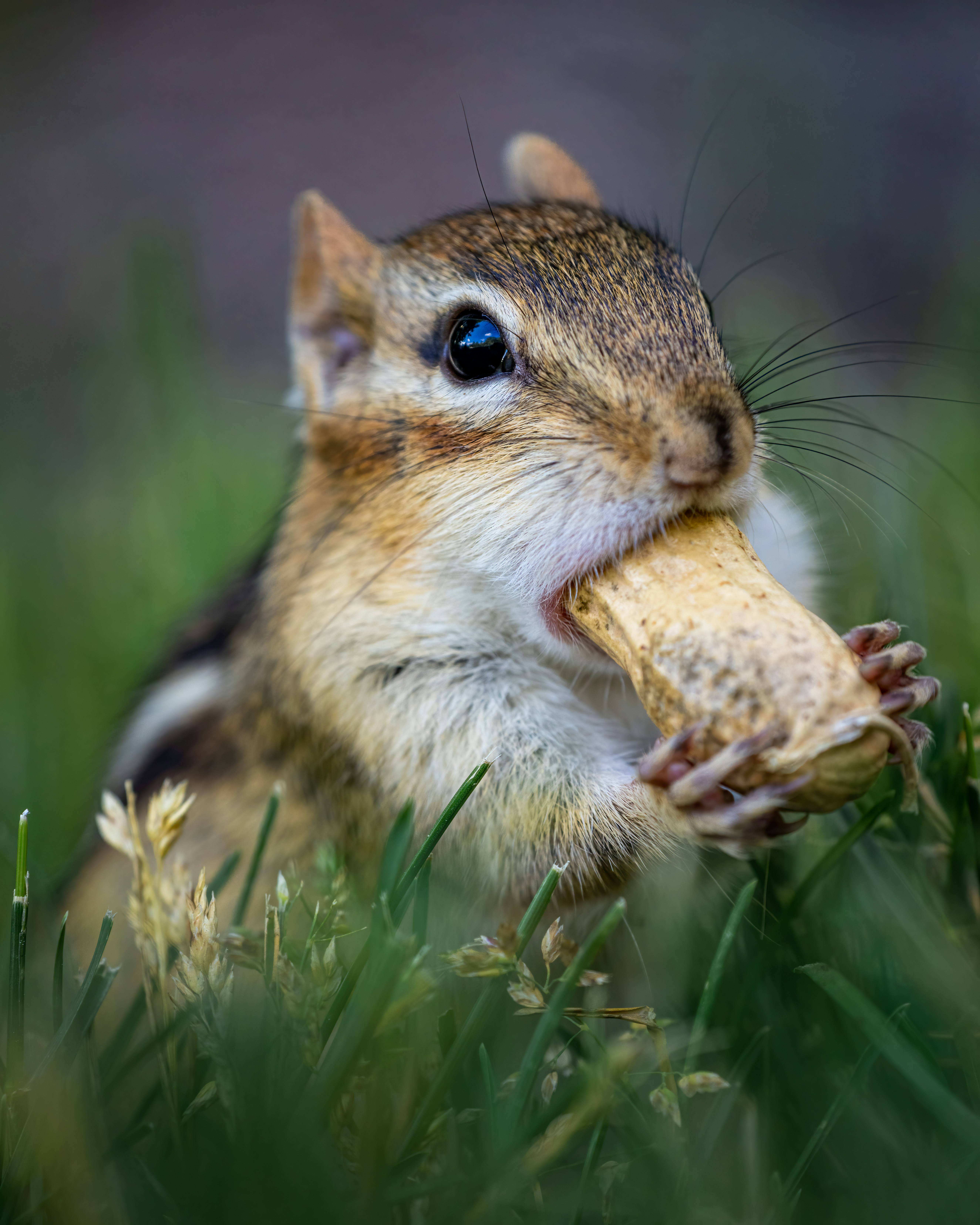 Photo by skylerewing