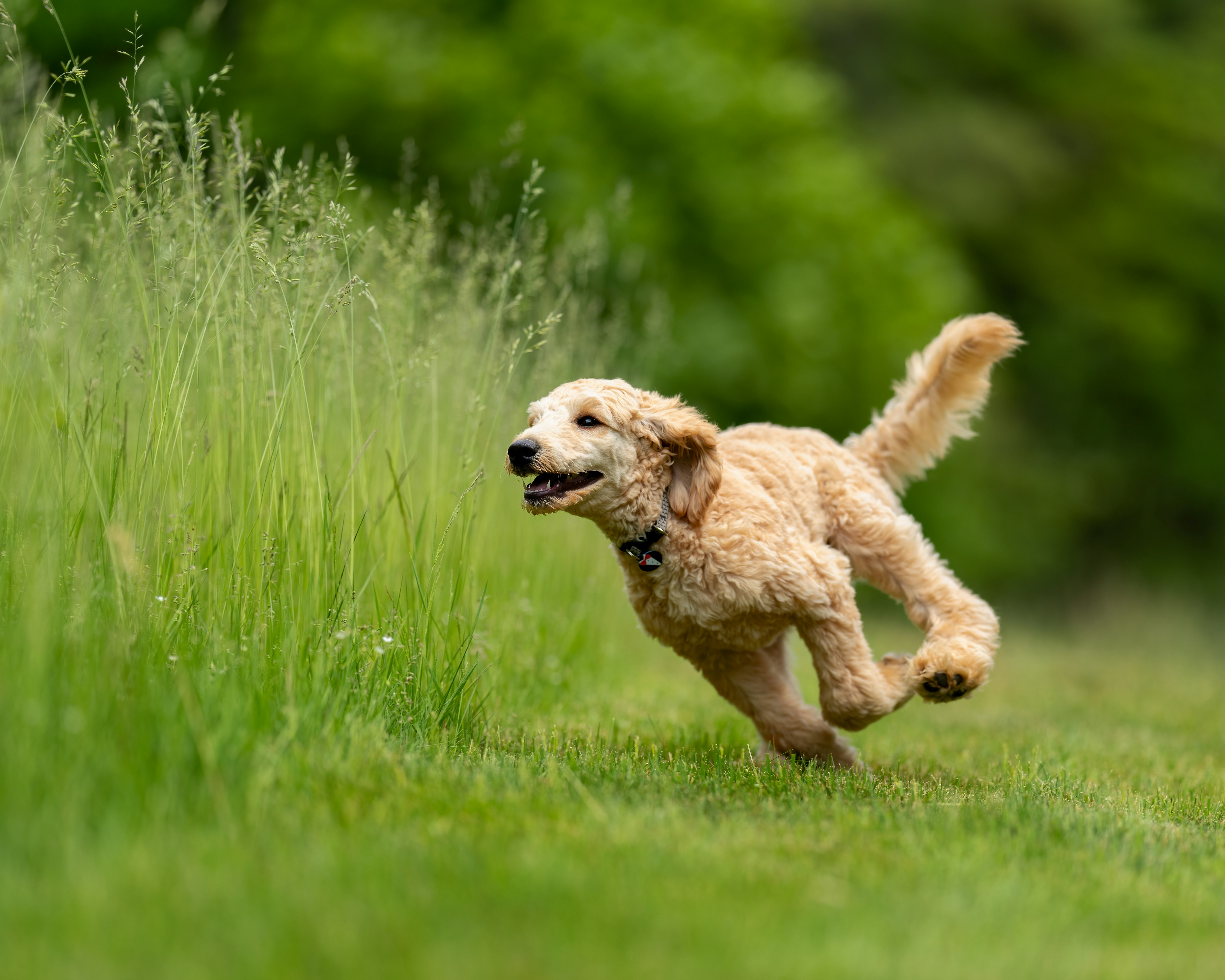 a dog running through tall grass