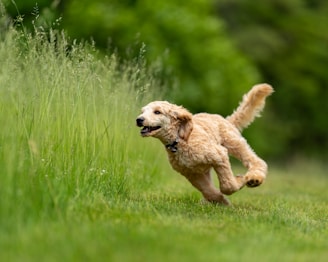 a dog running through tall grass