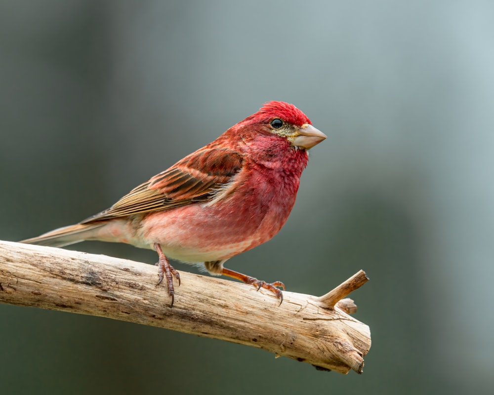 a bird on a branch