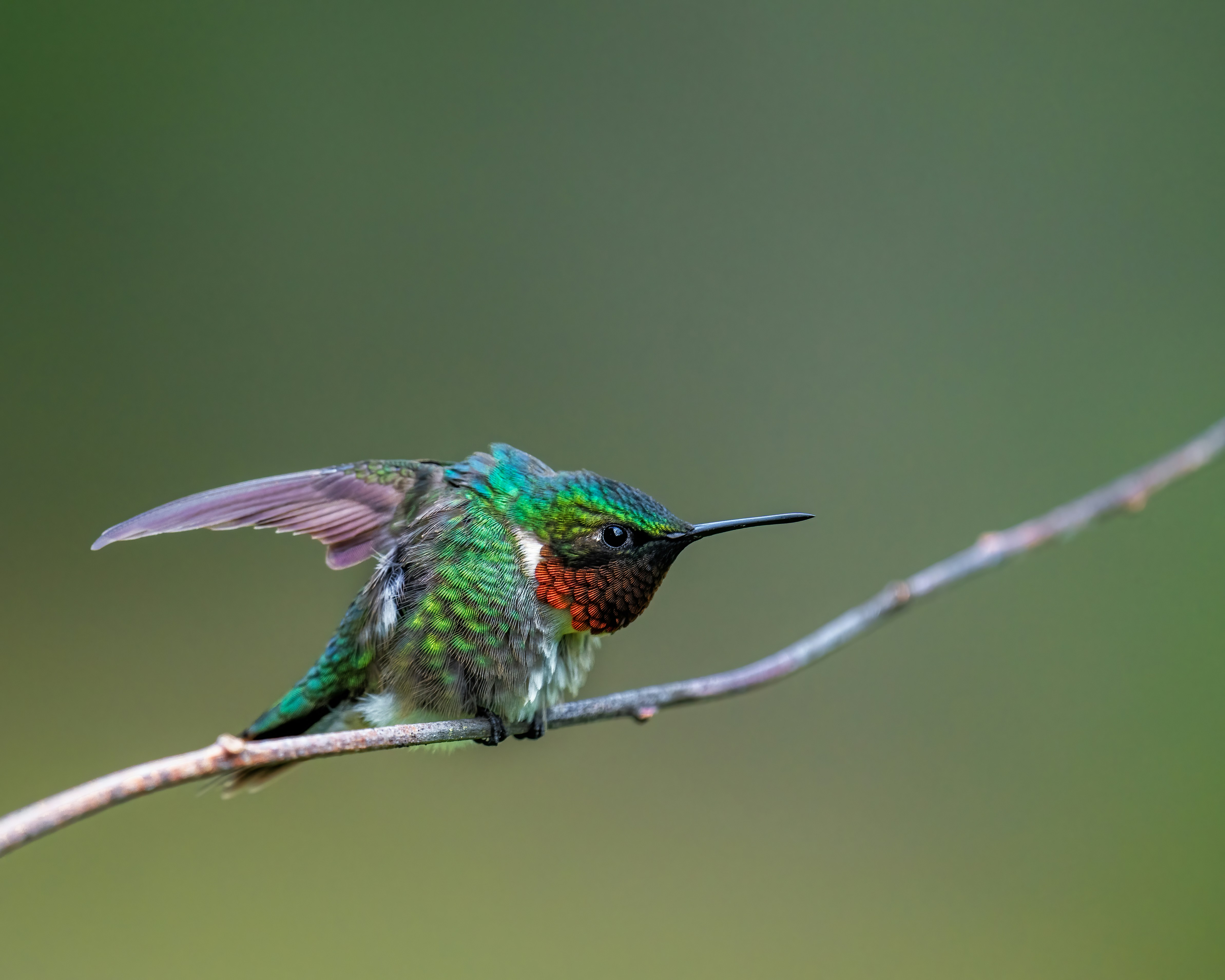 Photo by skylerewing