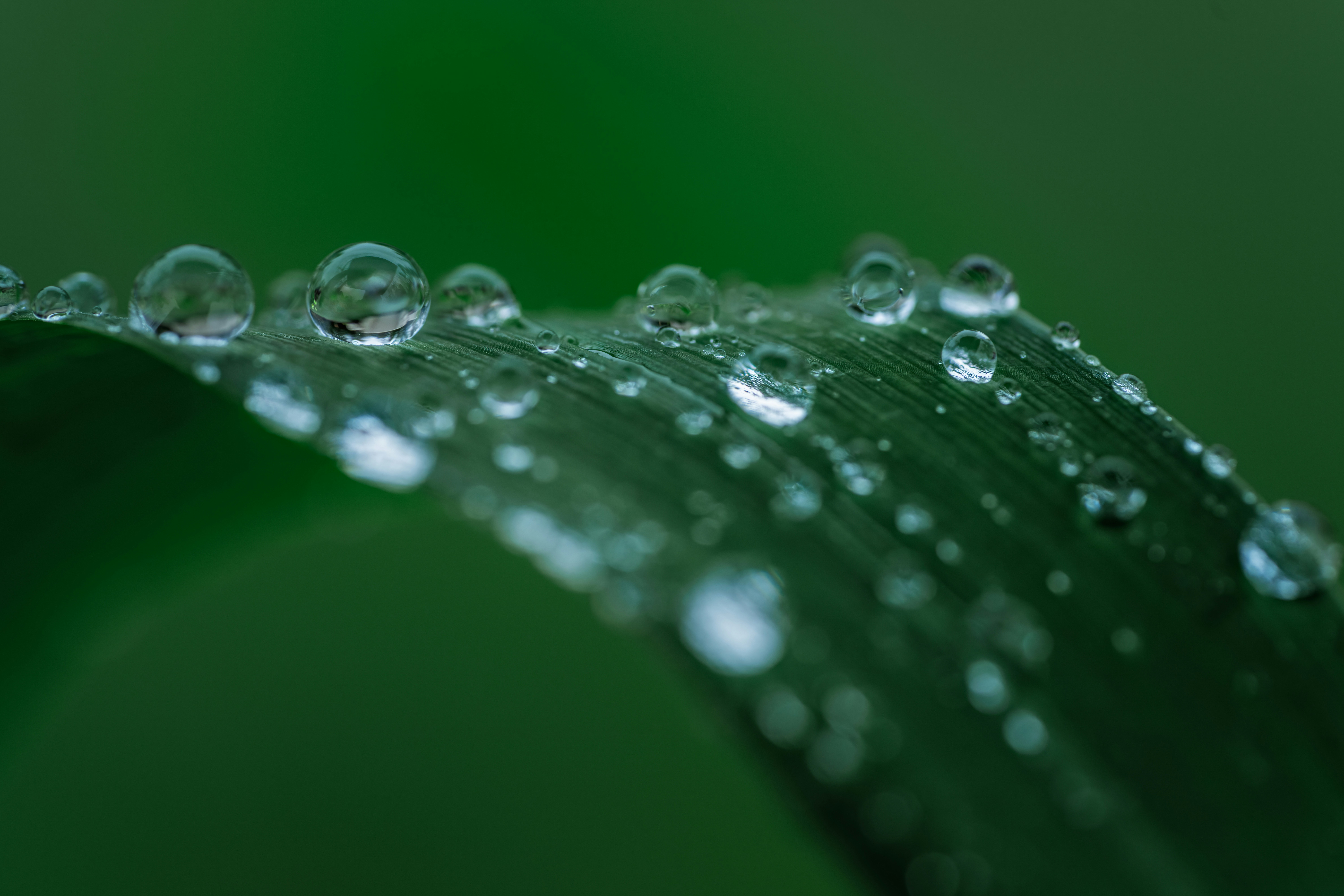 Photo by skylerewing