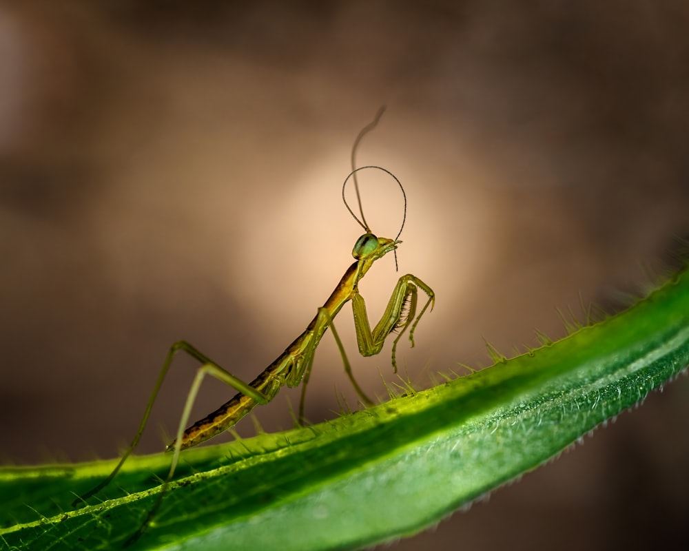 un insecte vert sur une feuille