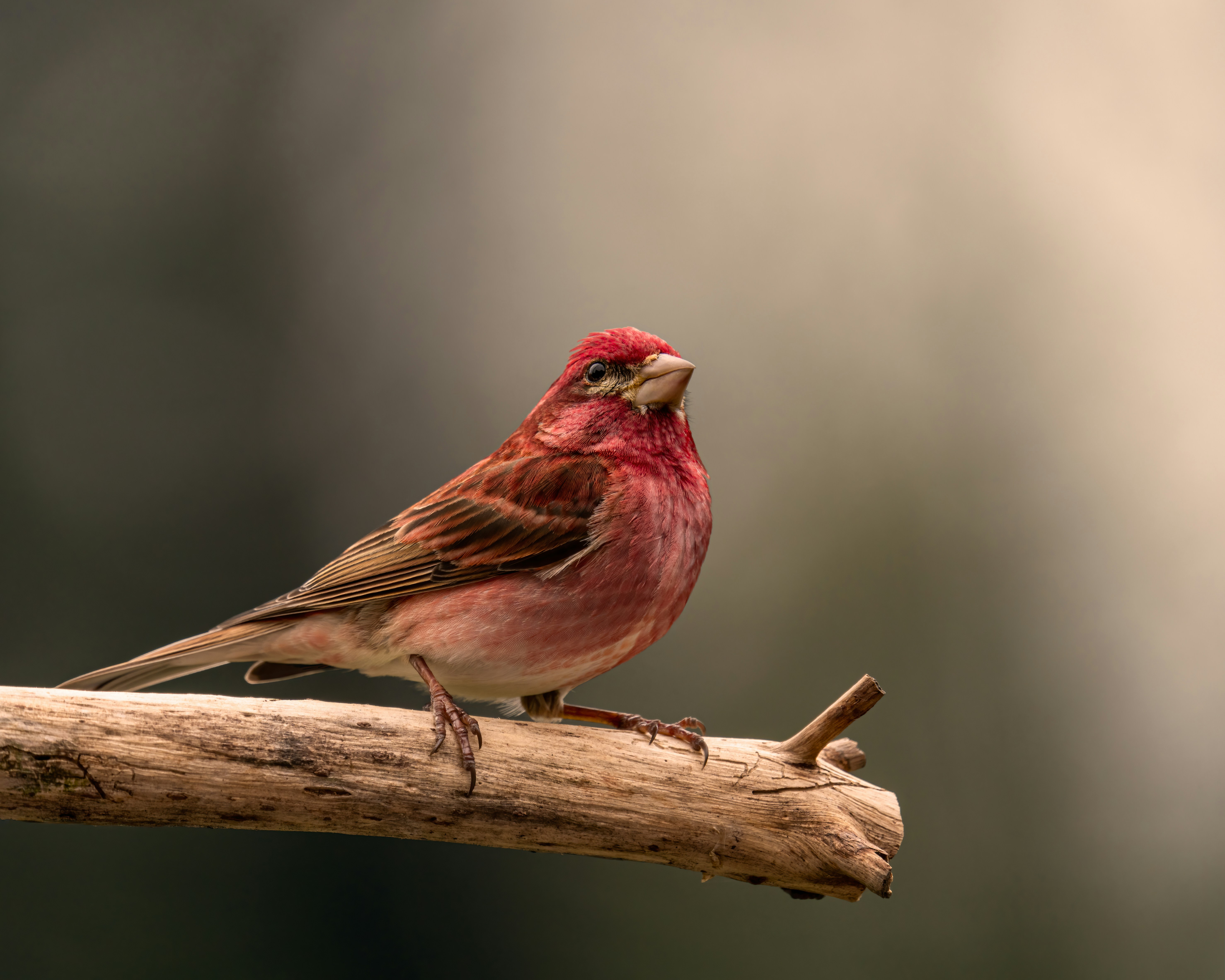 Photo by skylerewing