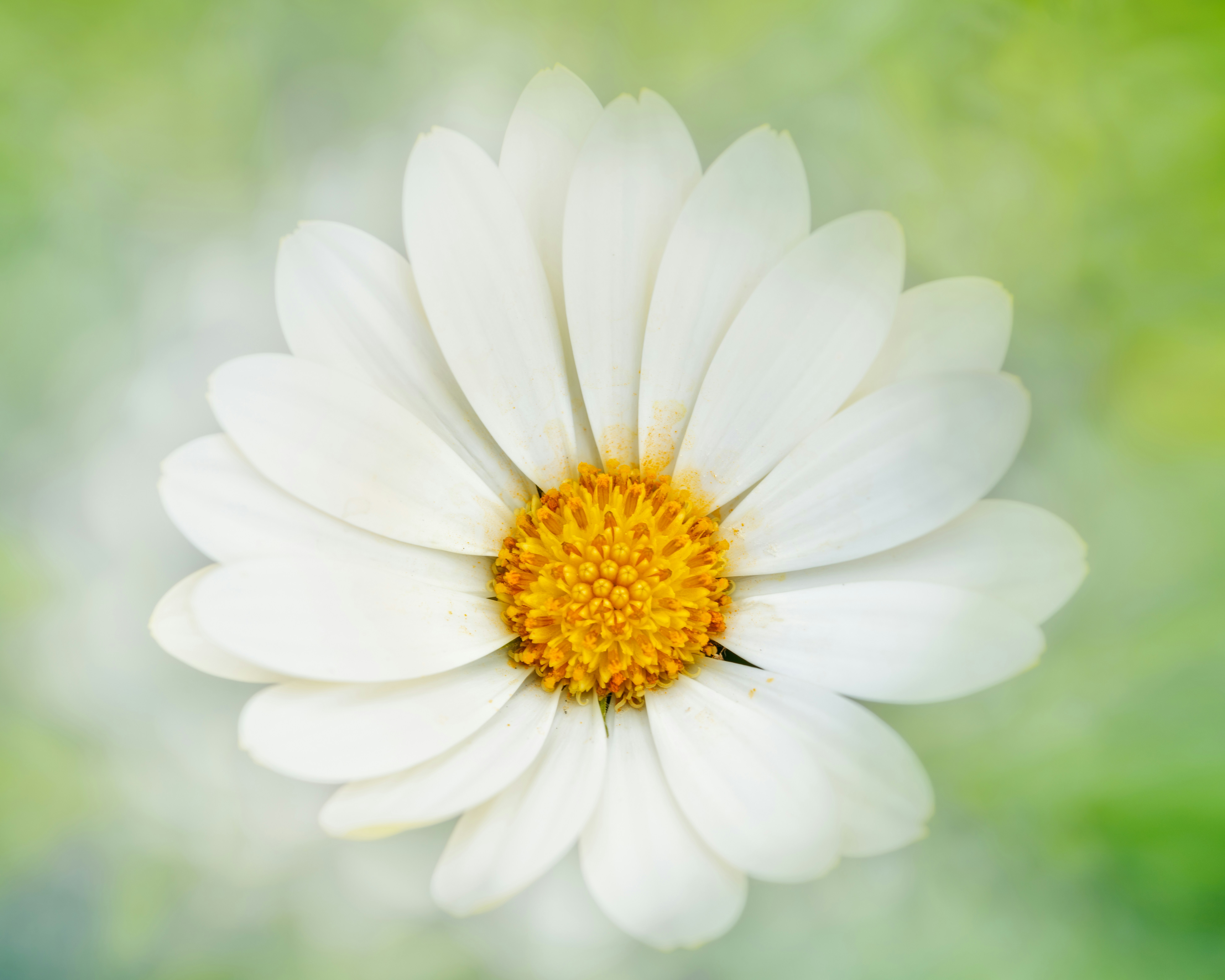 Photo by skylerewing