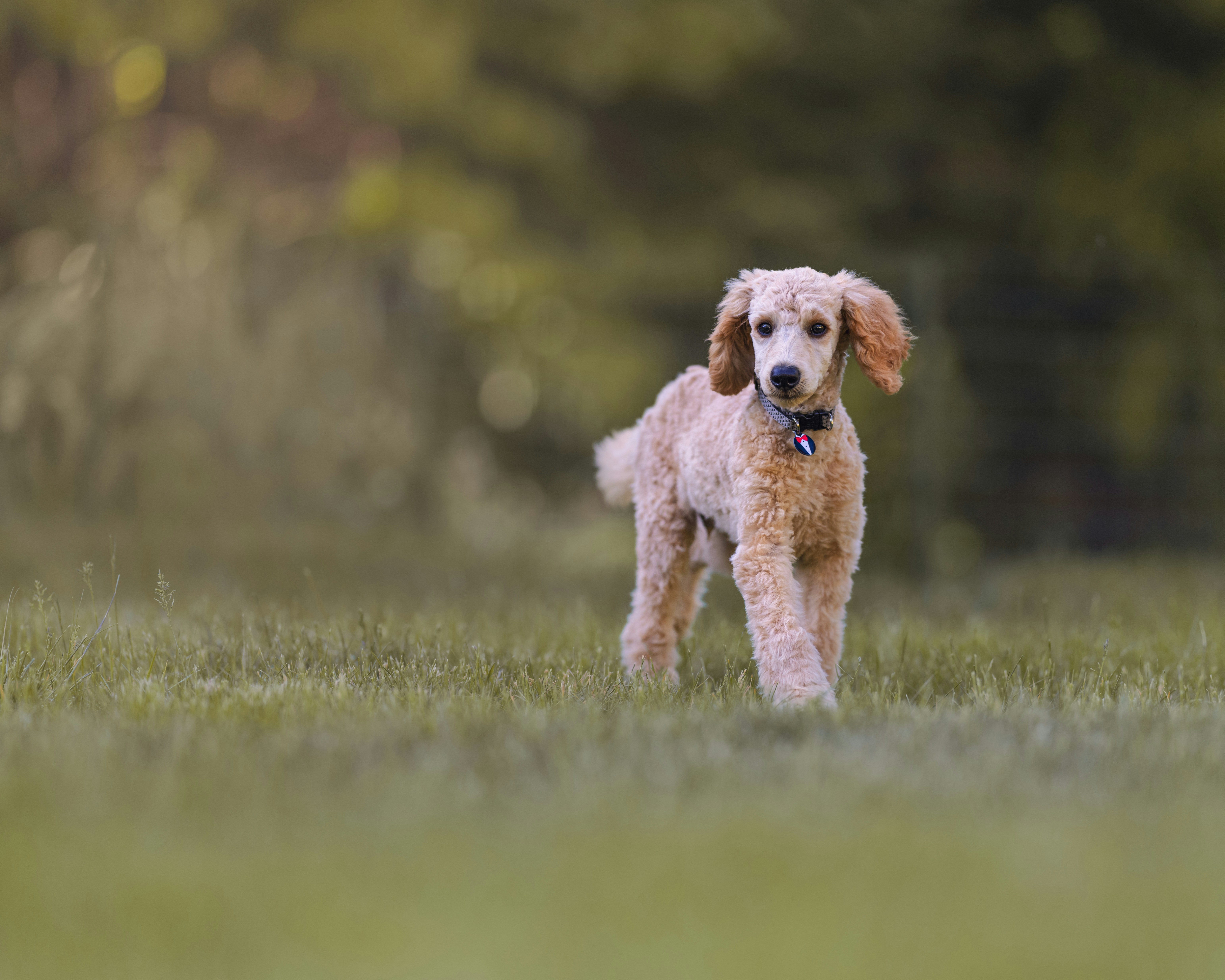 Photo by skylerewing