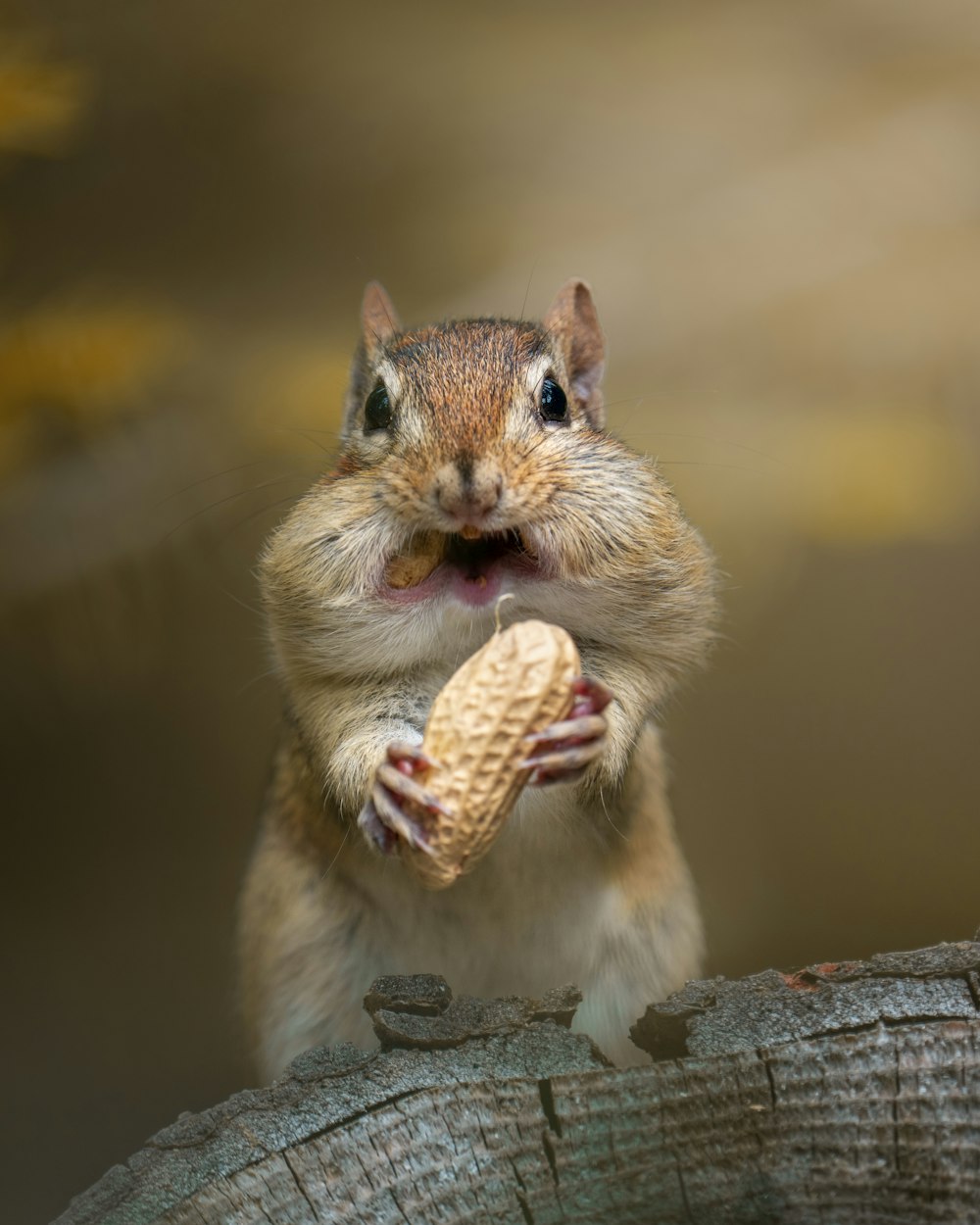 a squirrel holding a nut