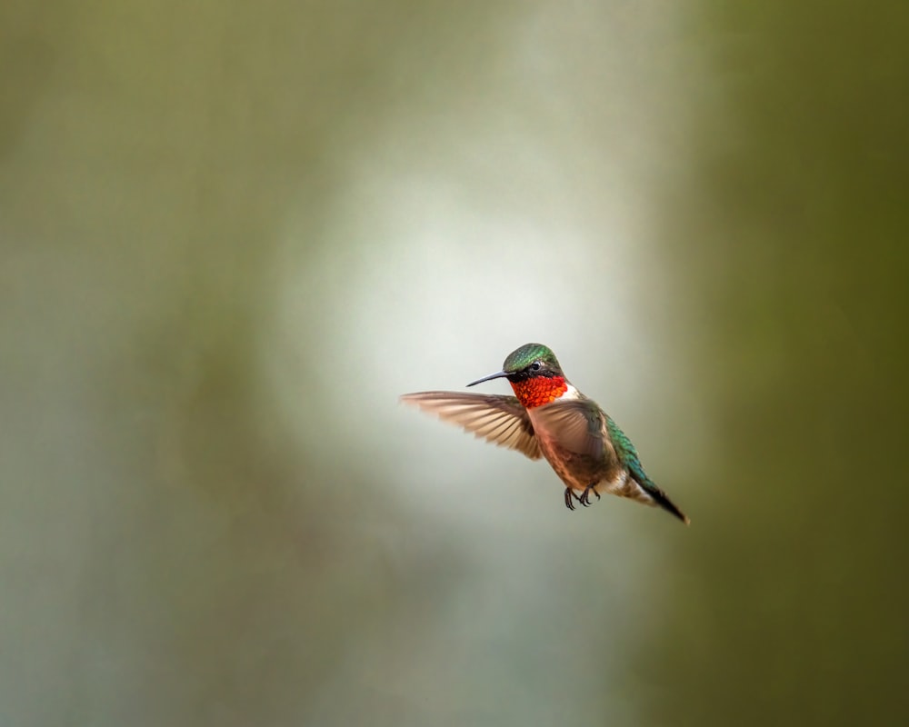 a hummingbird flying in the air