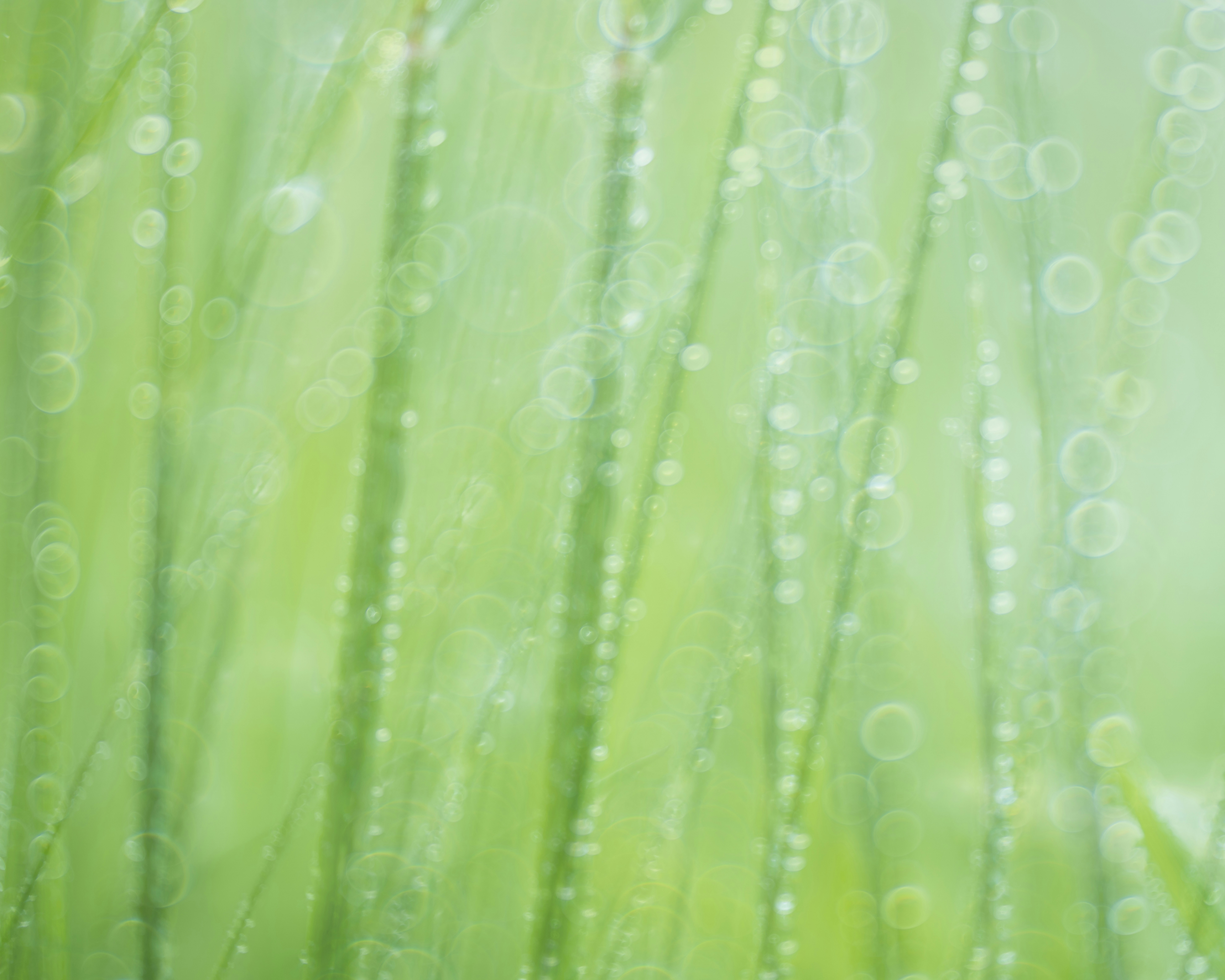 Photo by skylerewing