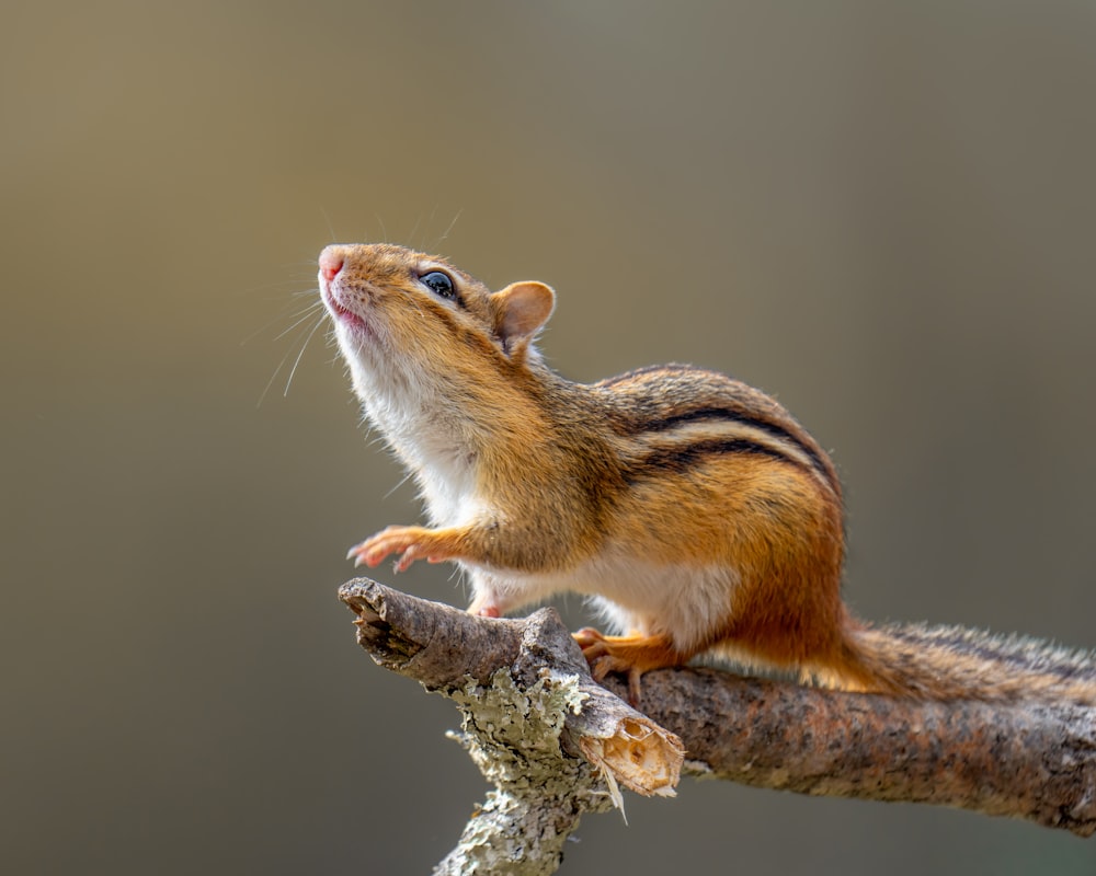 a small animal on a branch