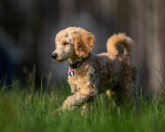 Best Grooming Schedule for Dogs by Breed Type