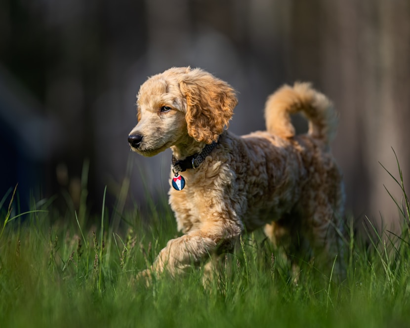 Best Grooming Schedule for Dogs by Breed Type