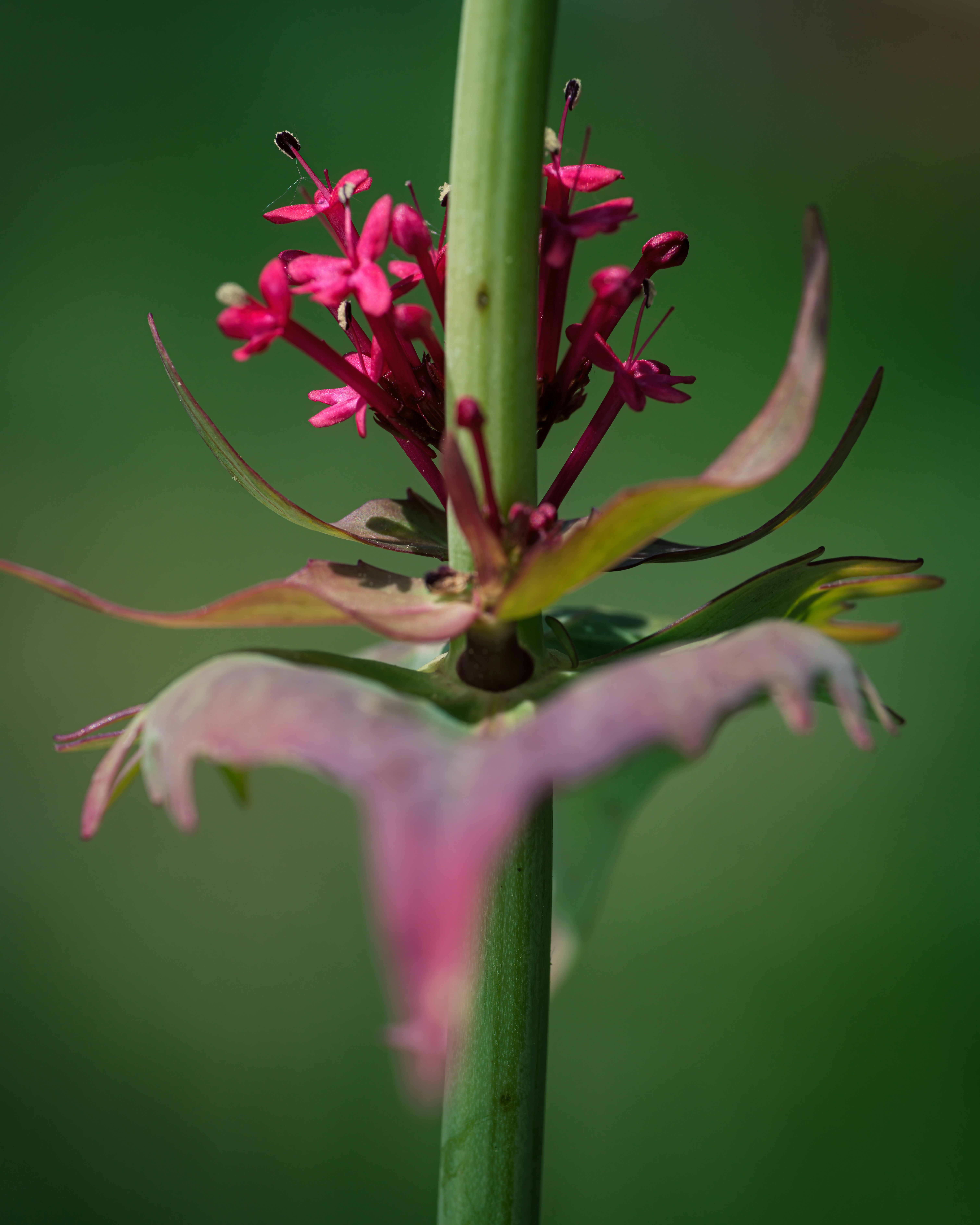 Photo by skylerewing