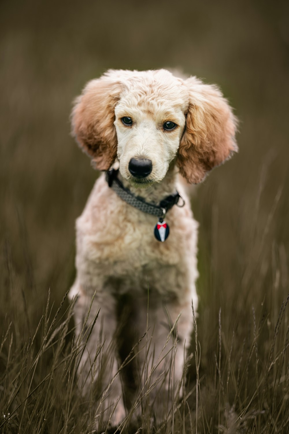 a dog standing in a field