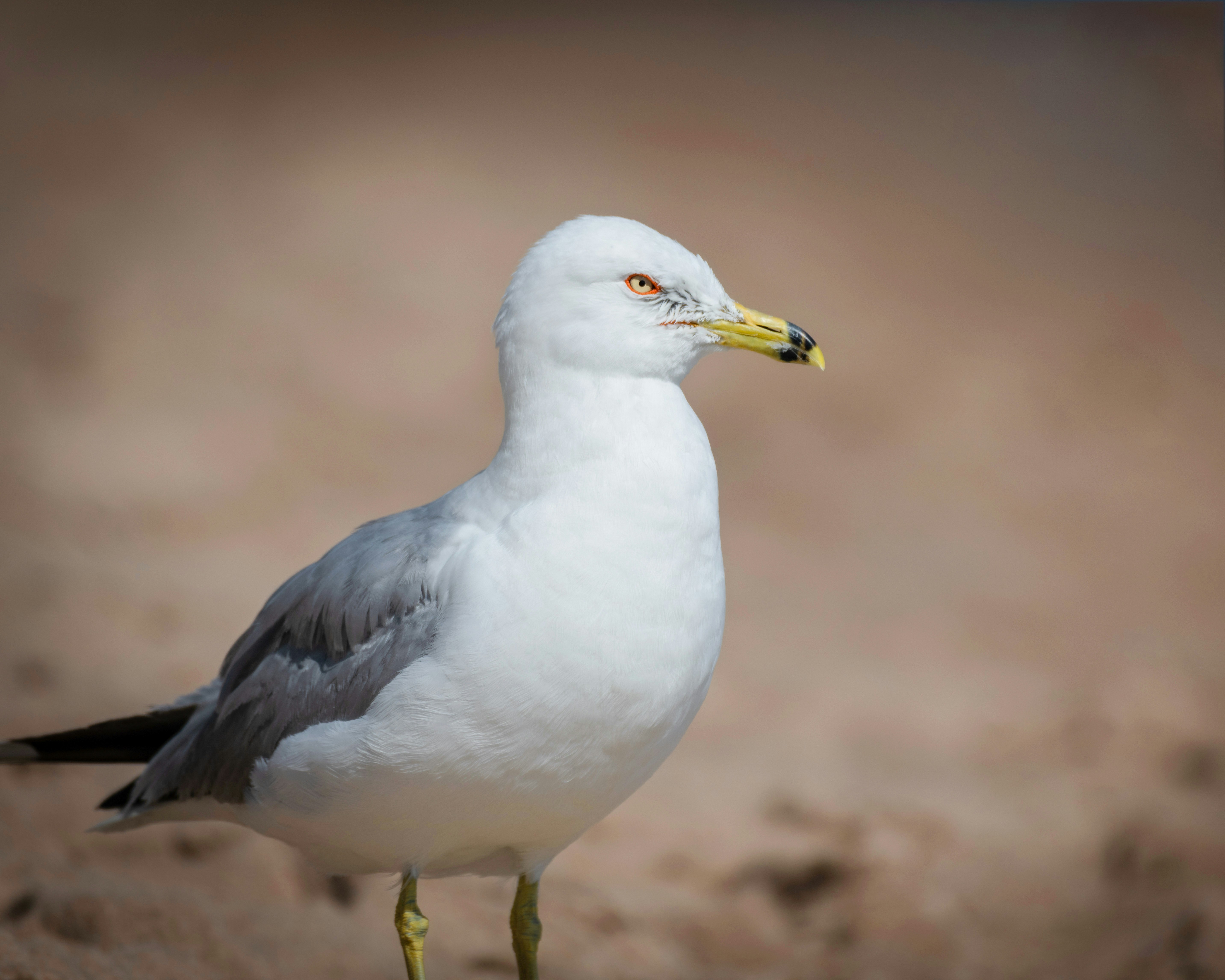 Photo by skylerewing