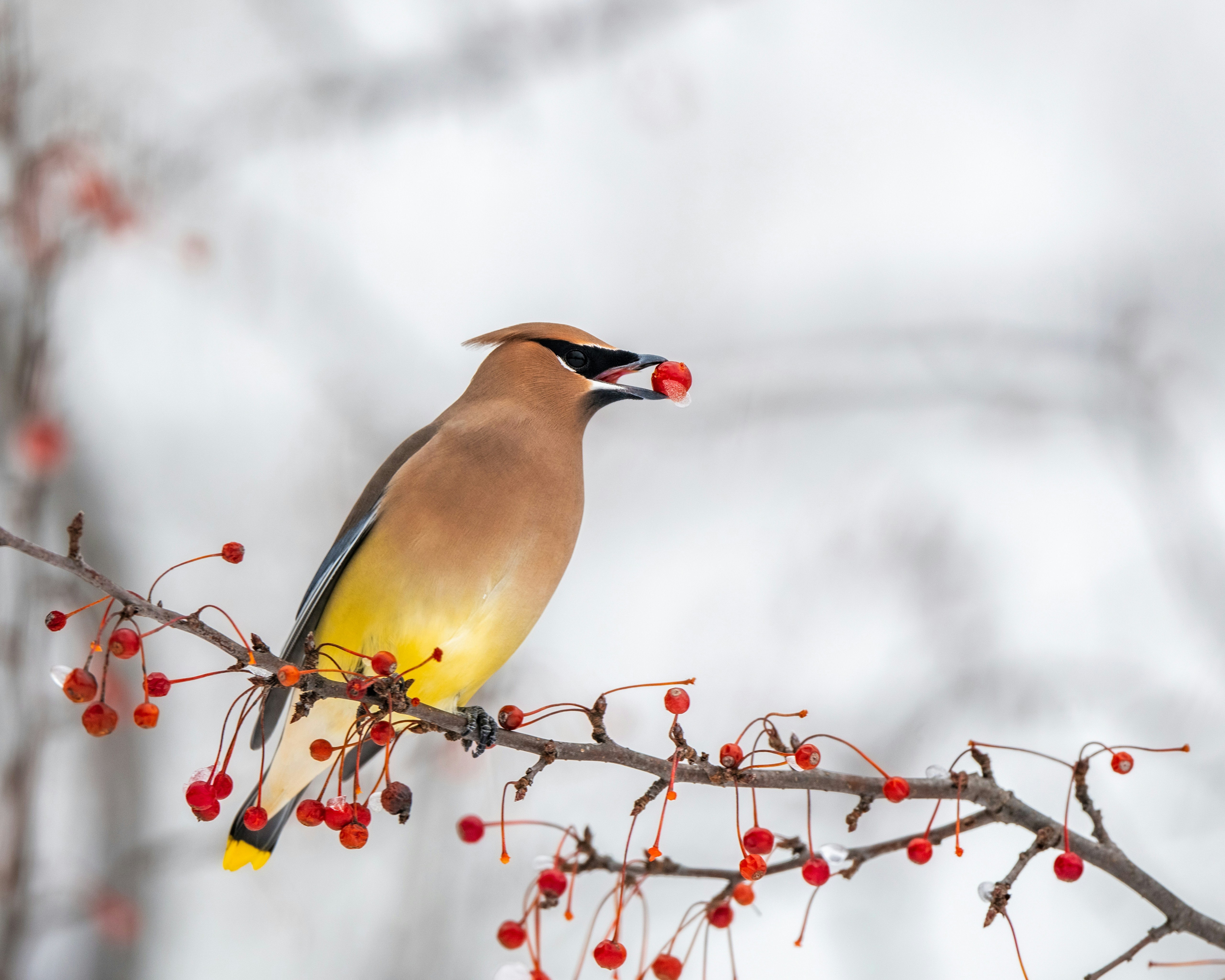 Photo by skylerewing