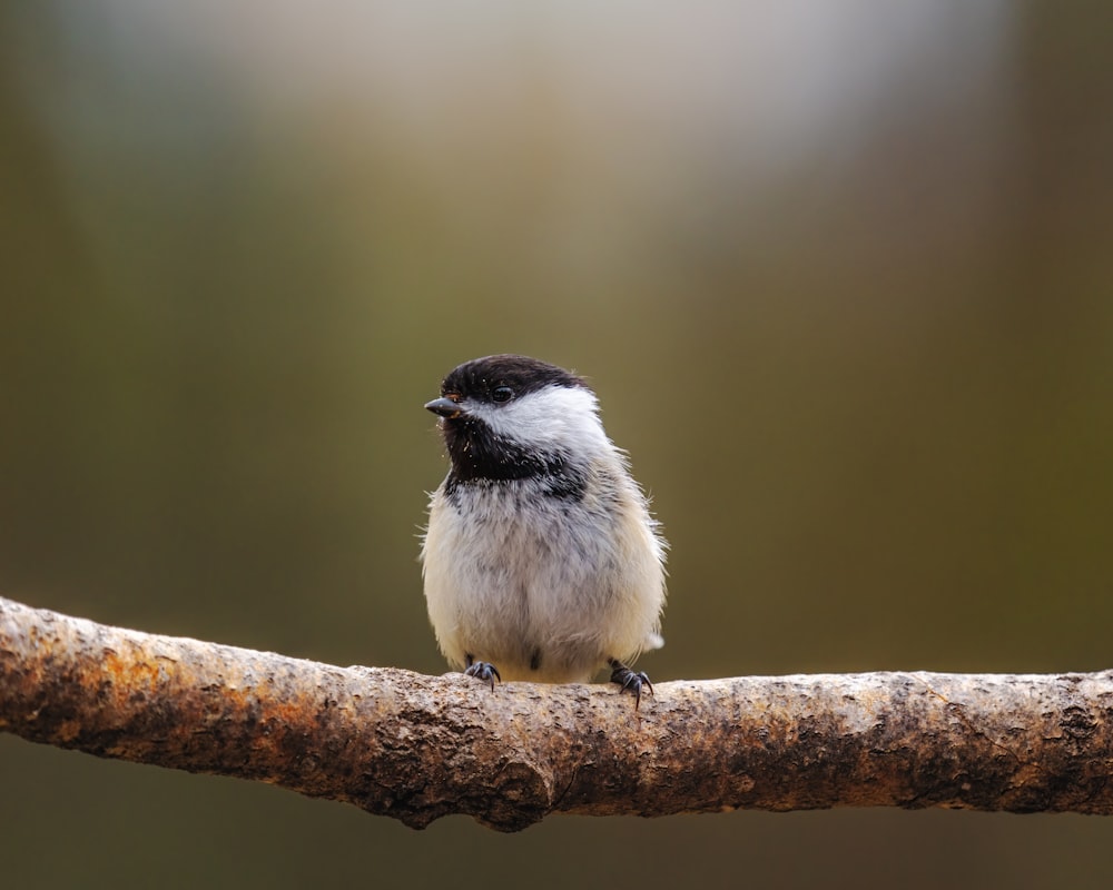 a small bird on a branch