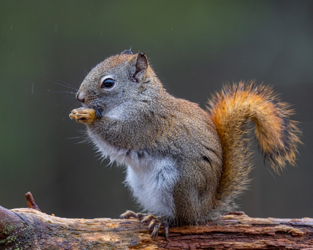 a squirrel eating a nut