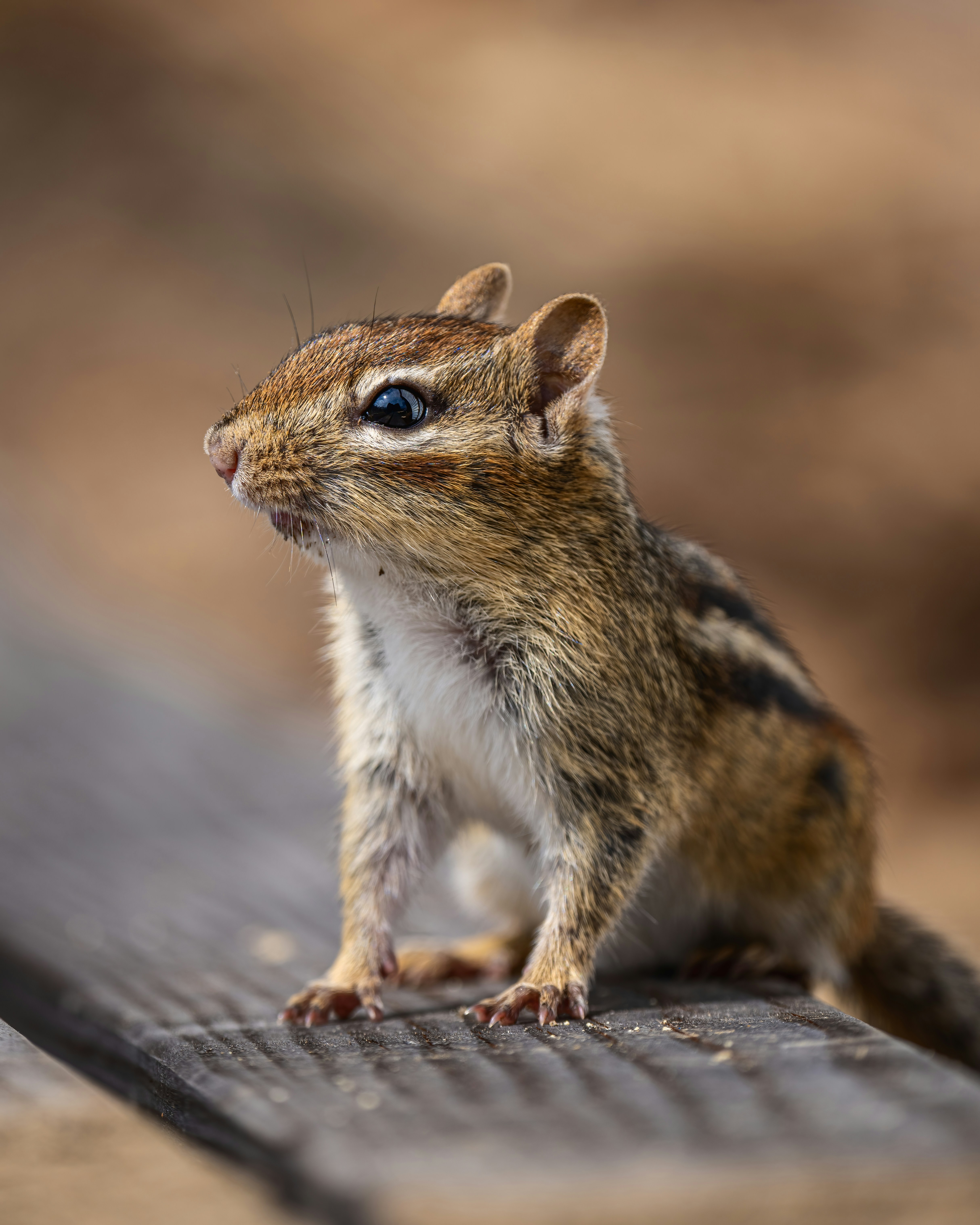 Photo by skylerewing