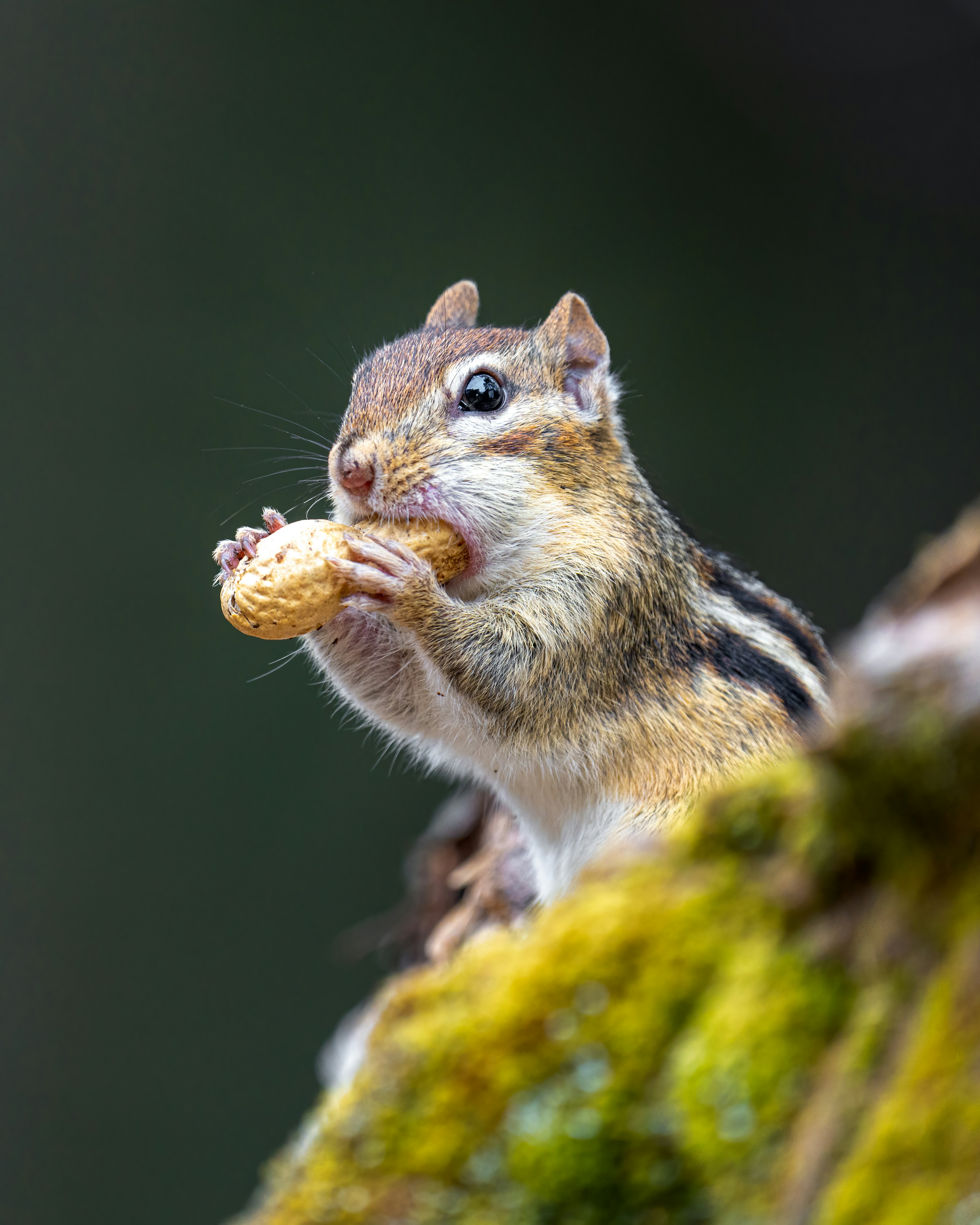 Photo by skylerewing