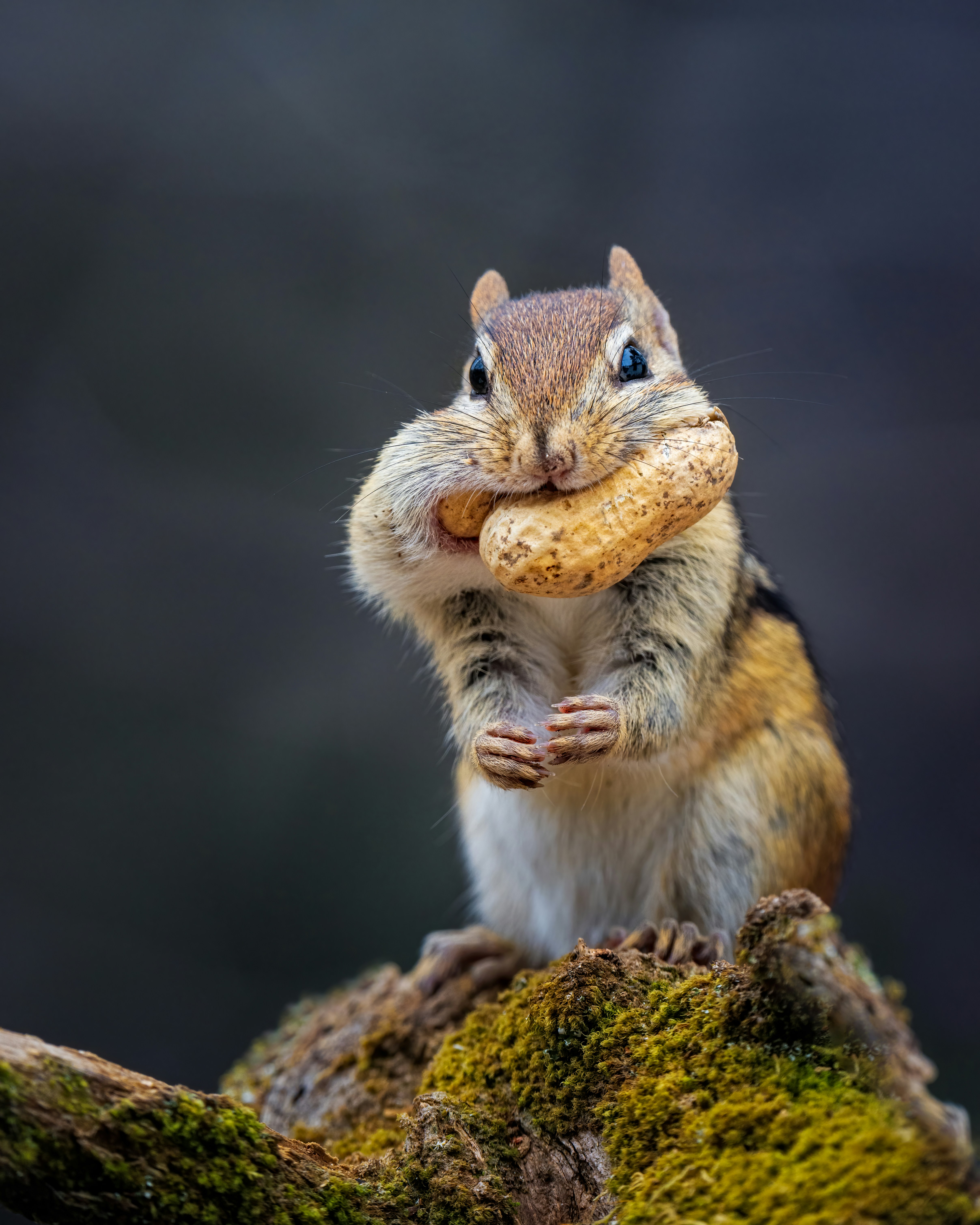 a squirrel standing on a mossy rock