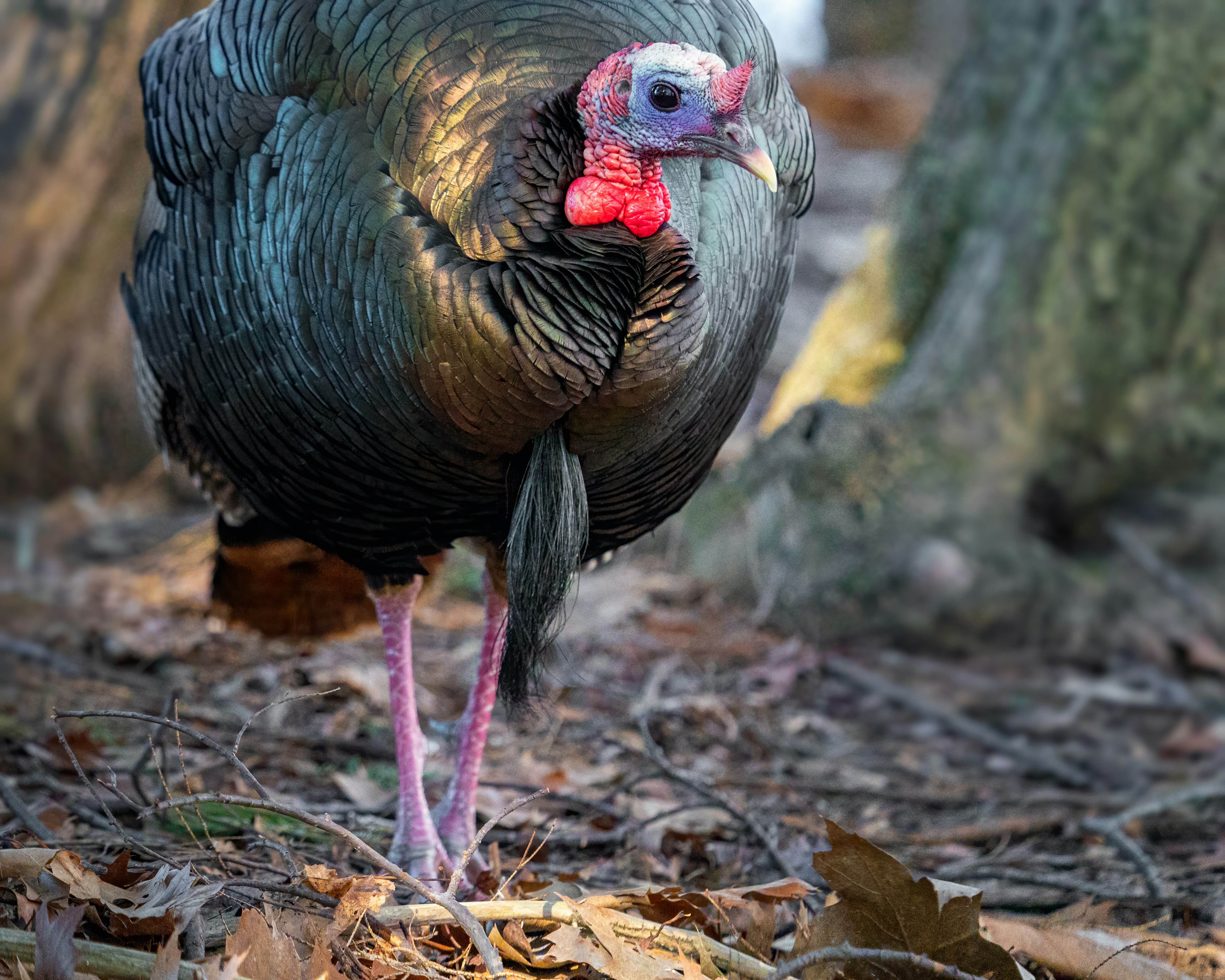 Photo by skylerewing