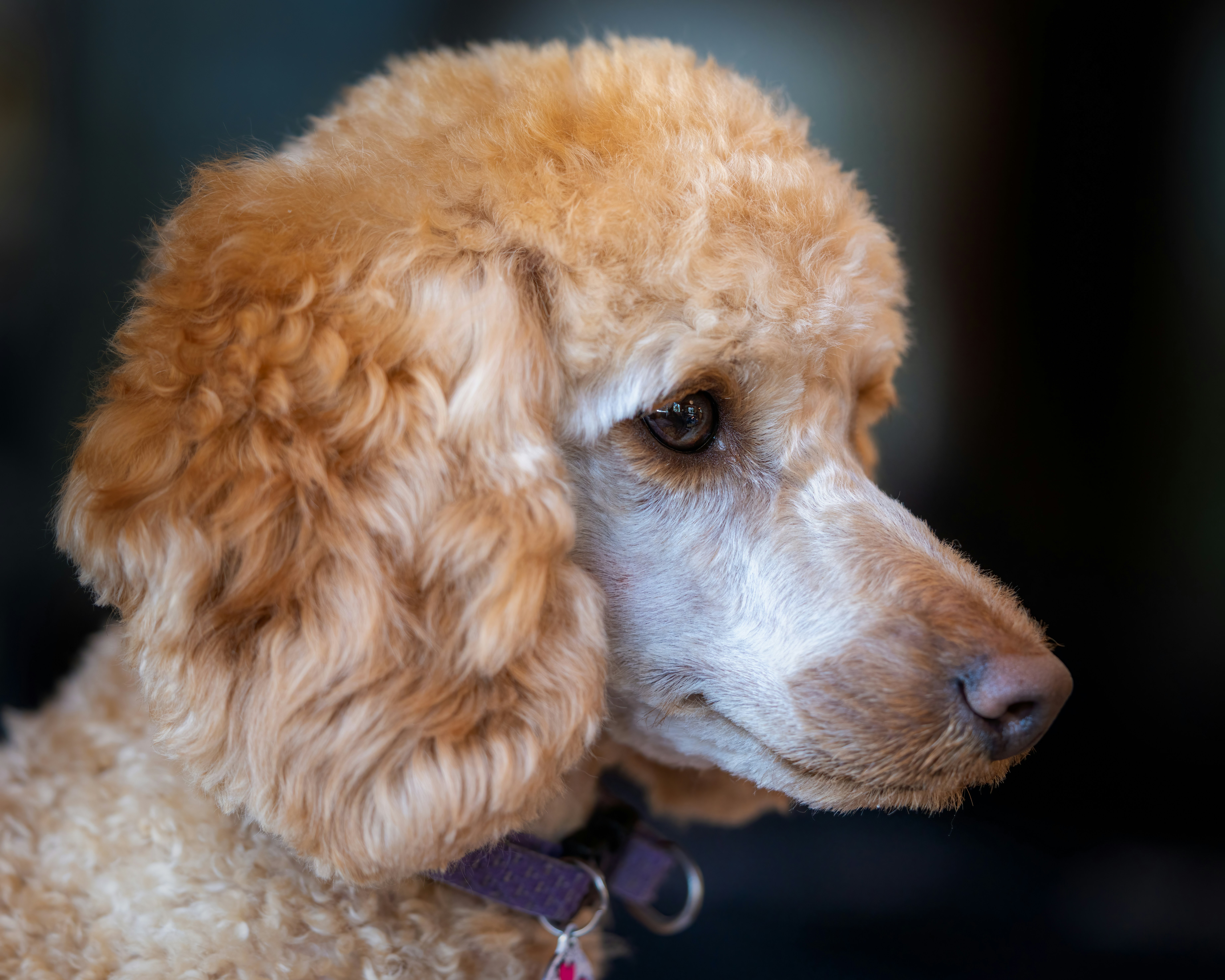 Photo by skylerewing