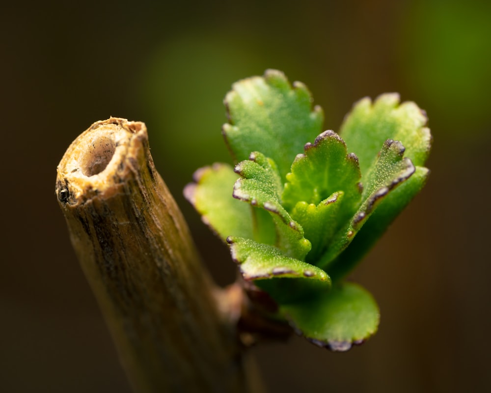 a green plant with a brown stem