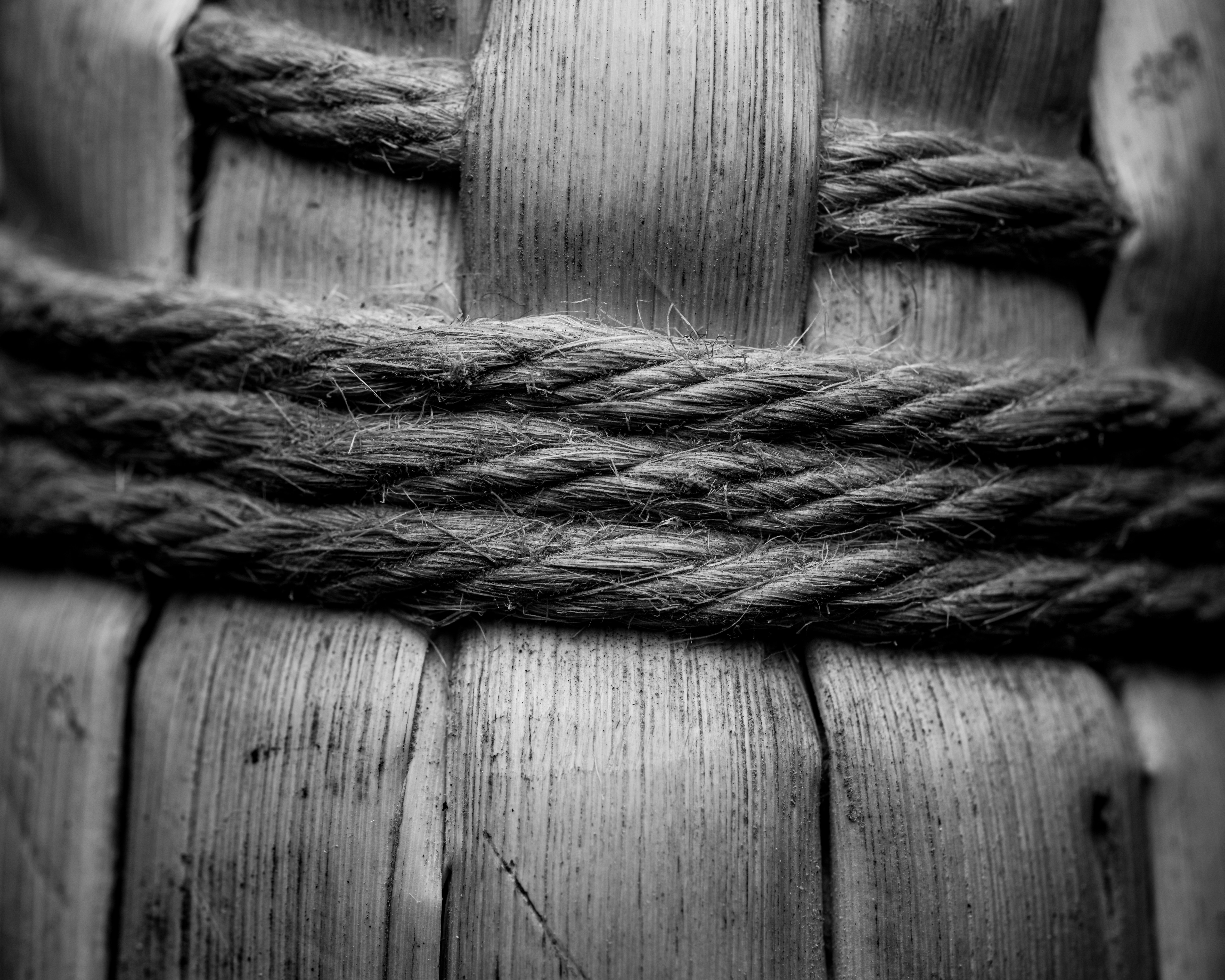 Photo by skylerewing