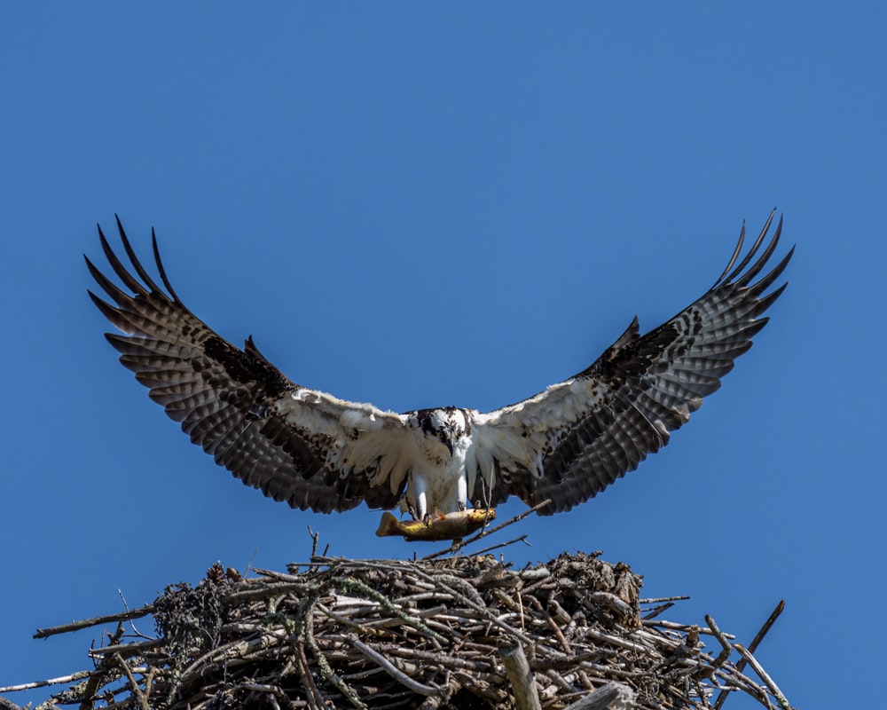 a bird landing on a nest
